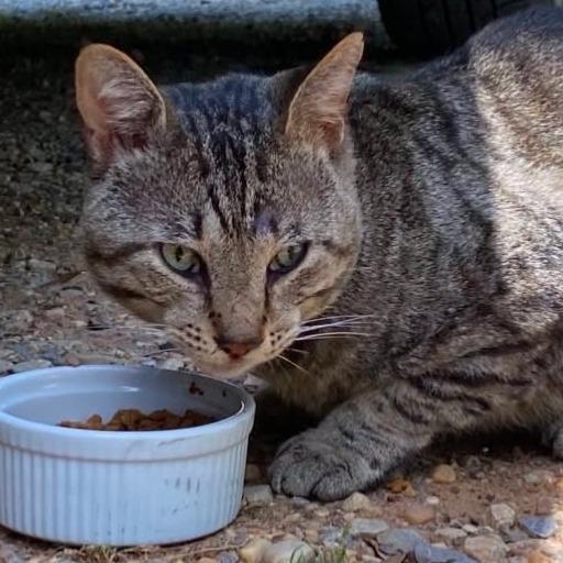 Enlarge Brent, a Adoptable Domestic Short Hair in Winchester, VA image 1/1