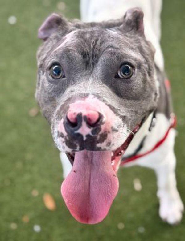 Phoenix, Adoptable, Adult Male Mixed Breed & Pit Bull Terrier.
