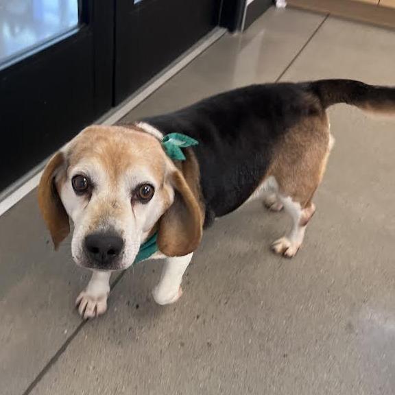 Gus & Molly - BONDED PAIR, an adopted Beagle in Portland, OR image 2/3
