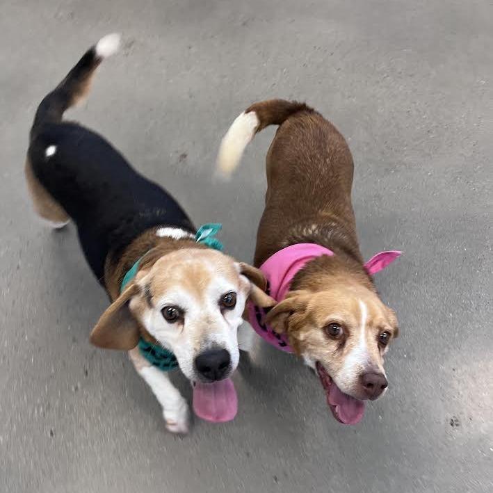 Gus & Molly - BONDED PAIR, adopted, Senior Female Beagle.