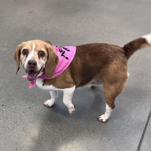 Gus & Molly - BONDED PAIR, an adopted Beagle in Portland, OR image 3/3