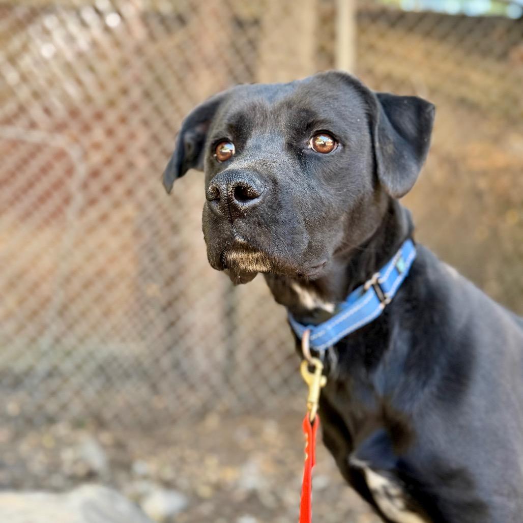 Chloe, Adoptable, Young Female Pit Bull Terrier & Mixed Breed.