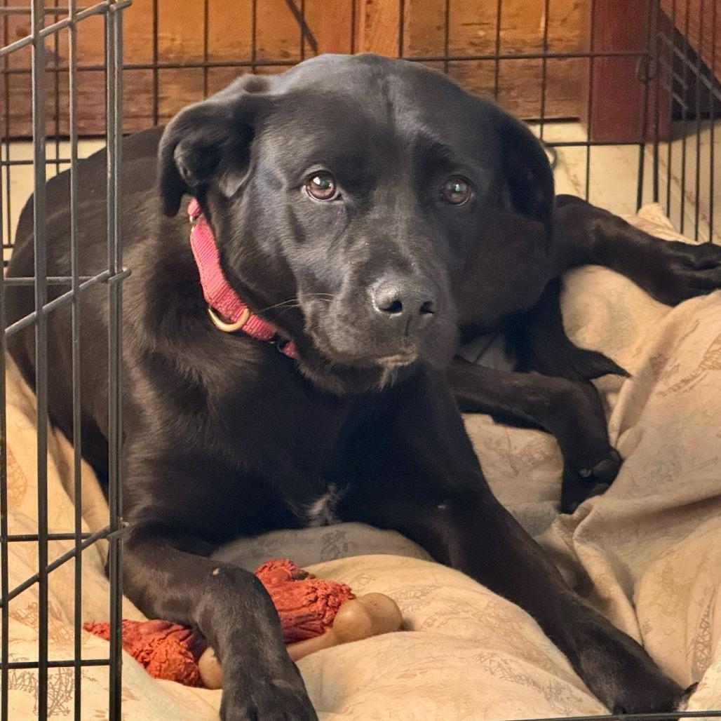 Chloe, Adoptable, Young Female Pit Bull Terrier & Mixed Breed.