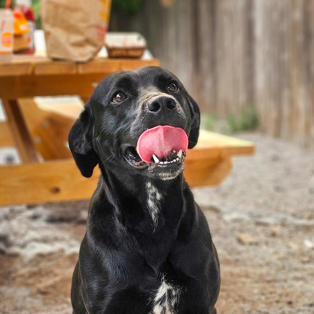 Enlarge Chloe, a Adoptable mixed breed in Mount Shasta, CA image 2/6