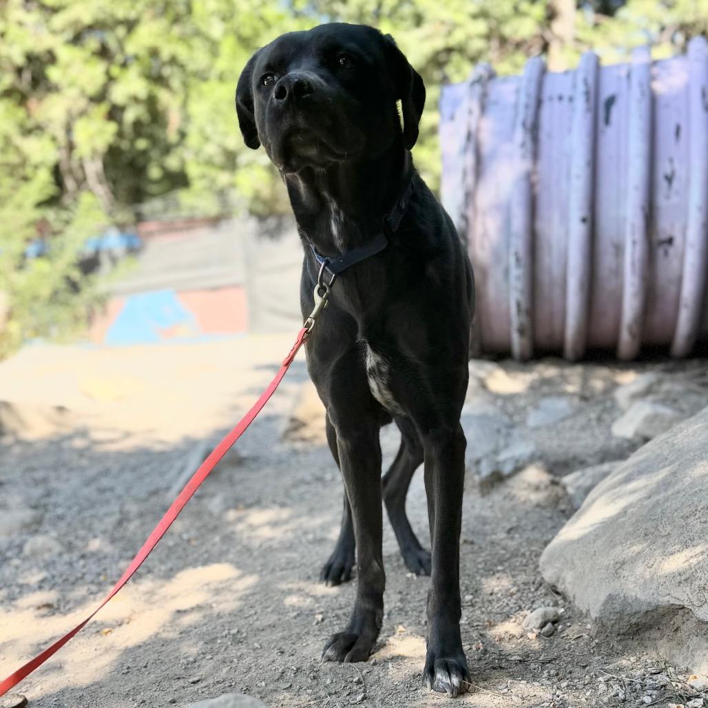 Enlarge Chloe, a Adoptable mixed breed in Mount Shasta, CA image 3/6