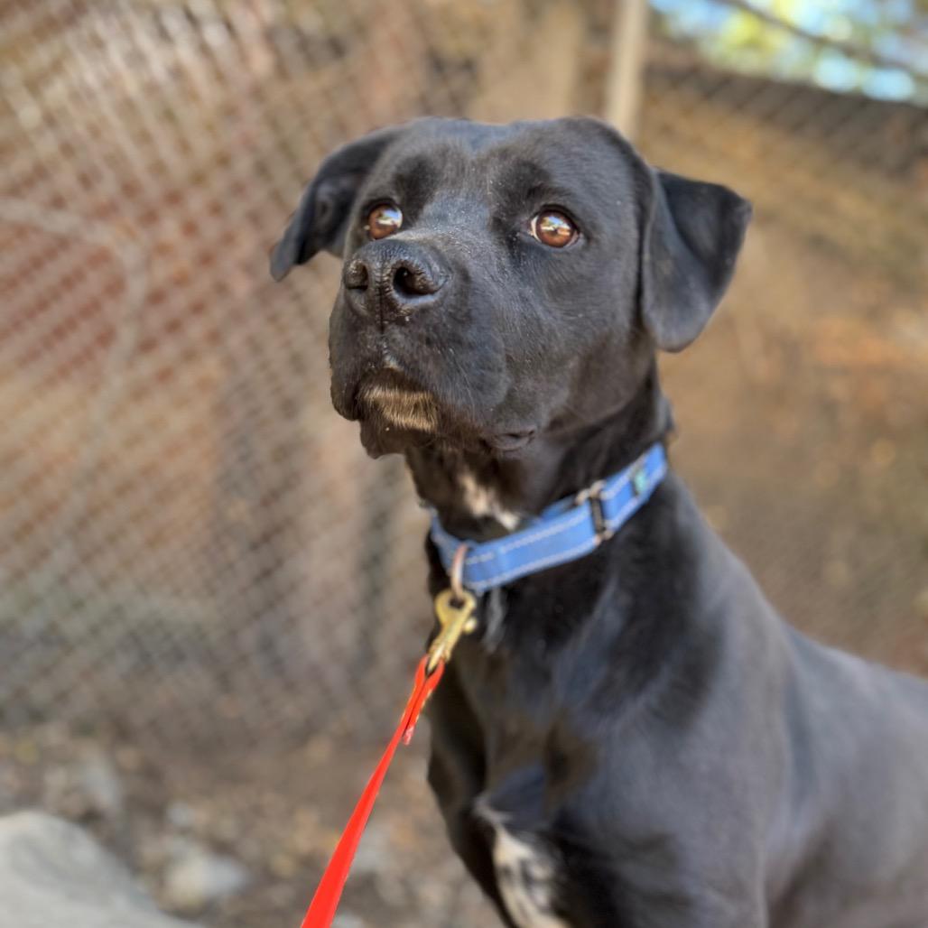 Enlarge Chloe, a Adoptable mixed breed in Mount Shasta, CA image 4/6