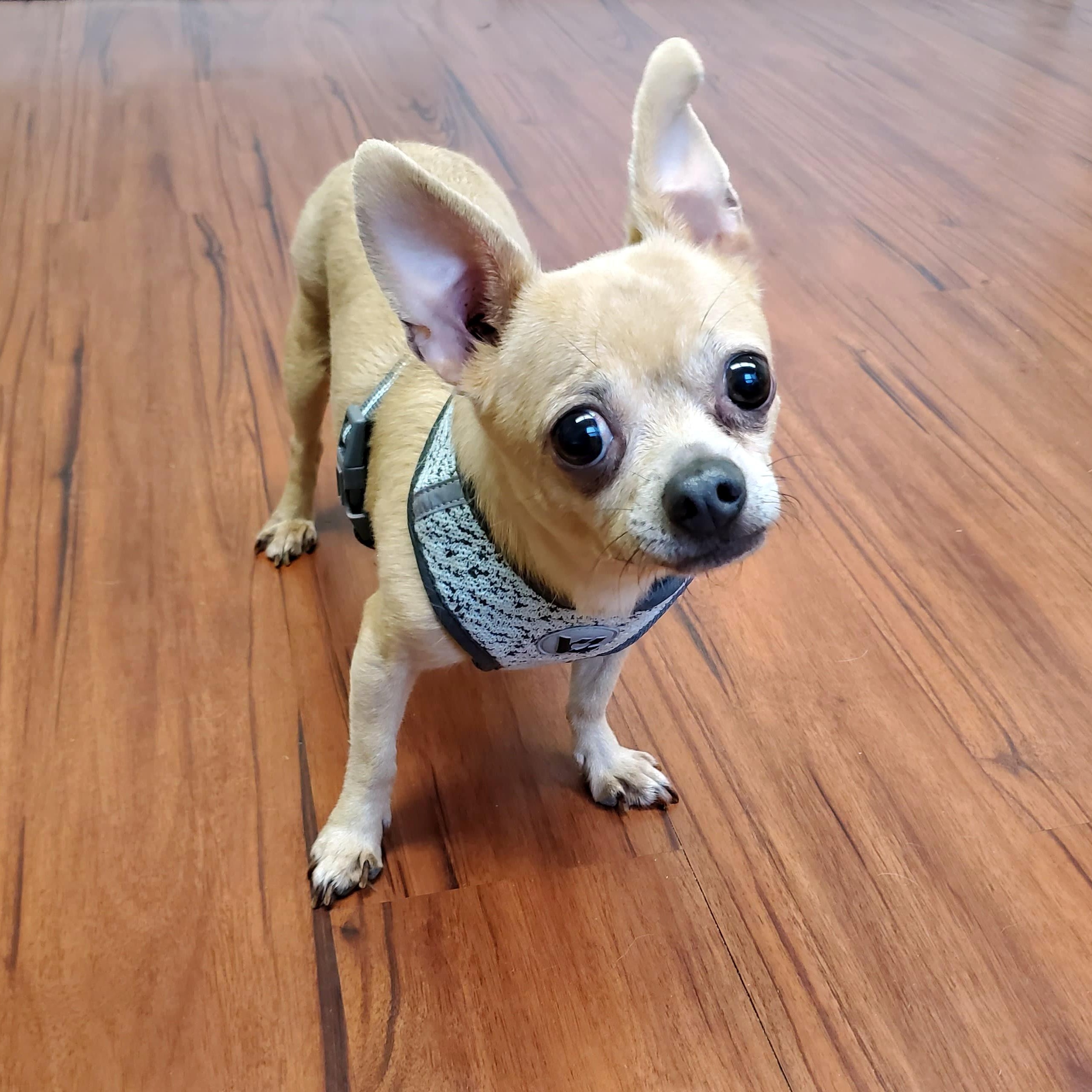 Bug, a Adopted Chihuahua in Libertyville, IL image 1/3