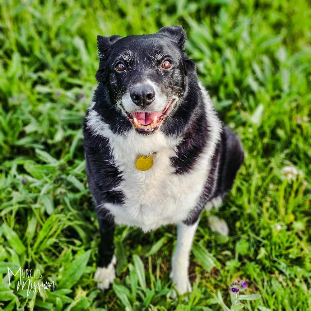 Enlarge Sweet Pea, a Adoptable mixed breed in Spokane , WA image 1/1