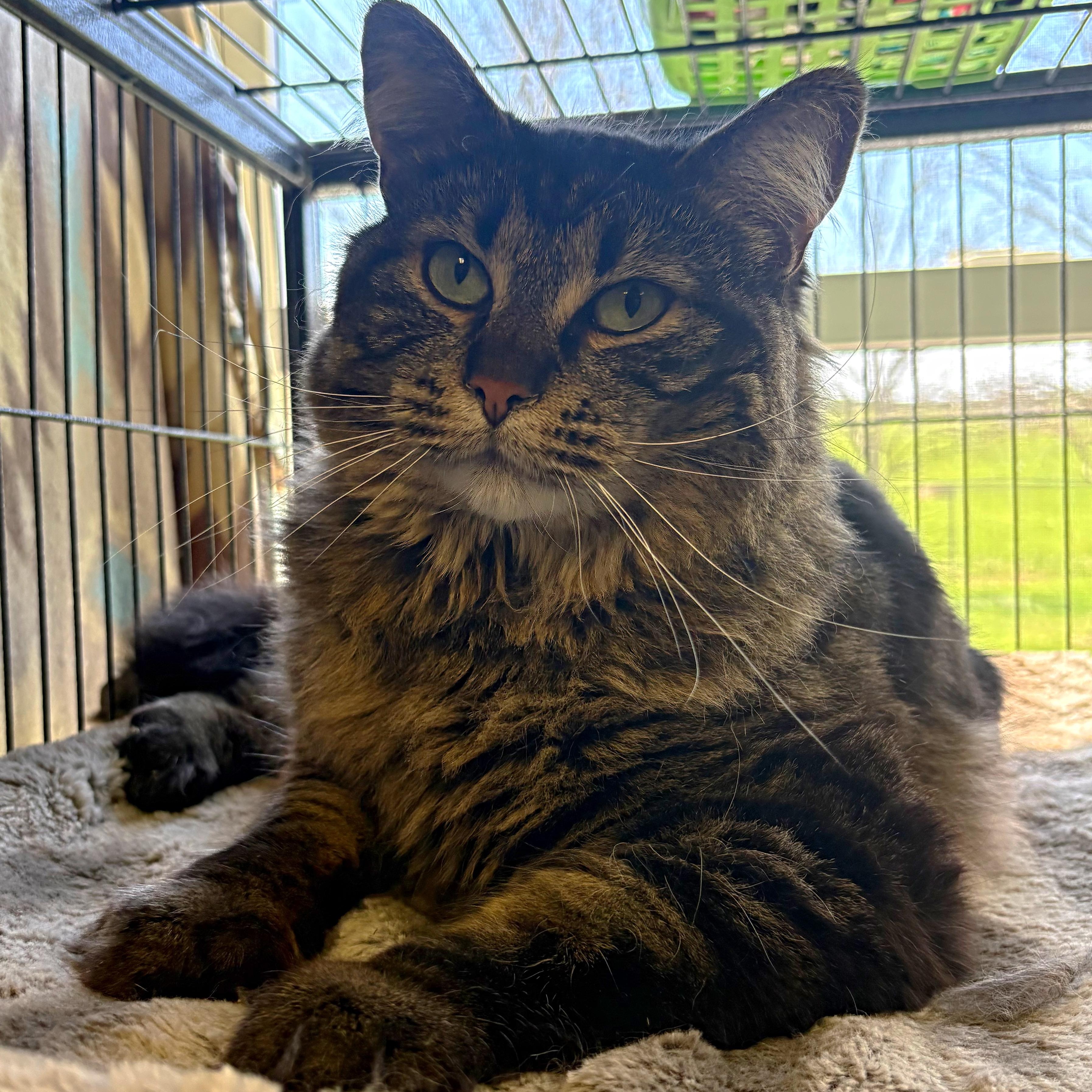 Enlarge Jinx, a Adoptable Domestic Long Hair in Godfrey, IL image 1/2