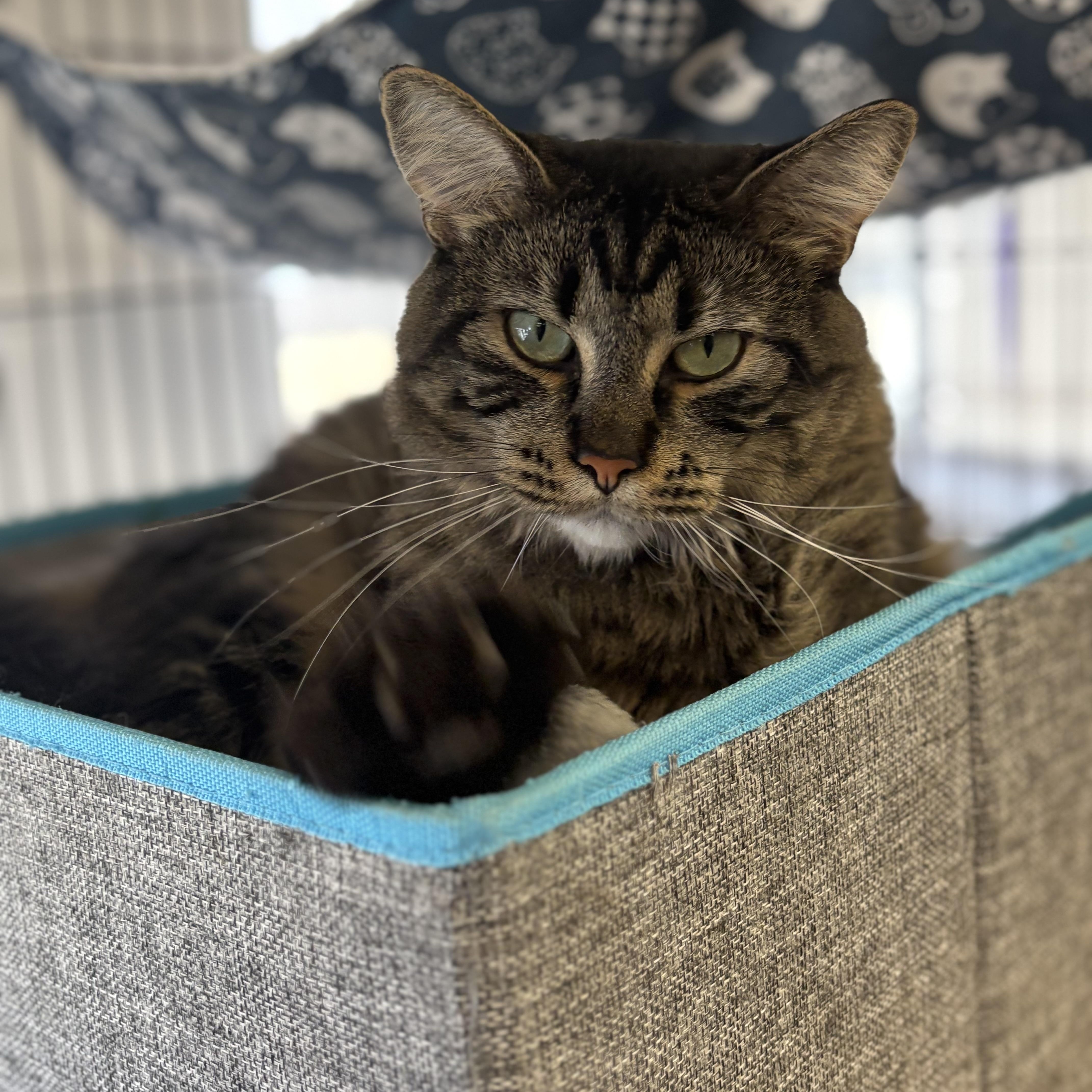 Enlarge Jinx, a Adoptable Domestic Long Hair in Godfrey, IL image 2/2