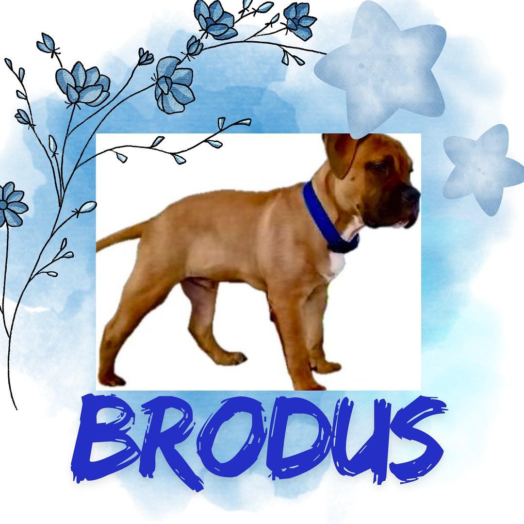 Brodus, a Adoptable American Bulldog in Raleigh, NC image 4/6