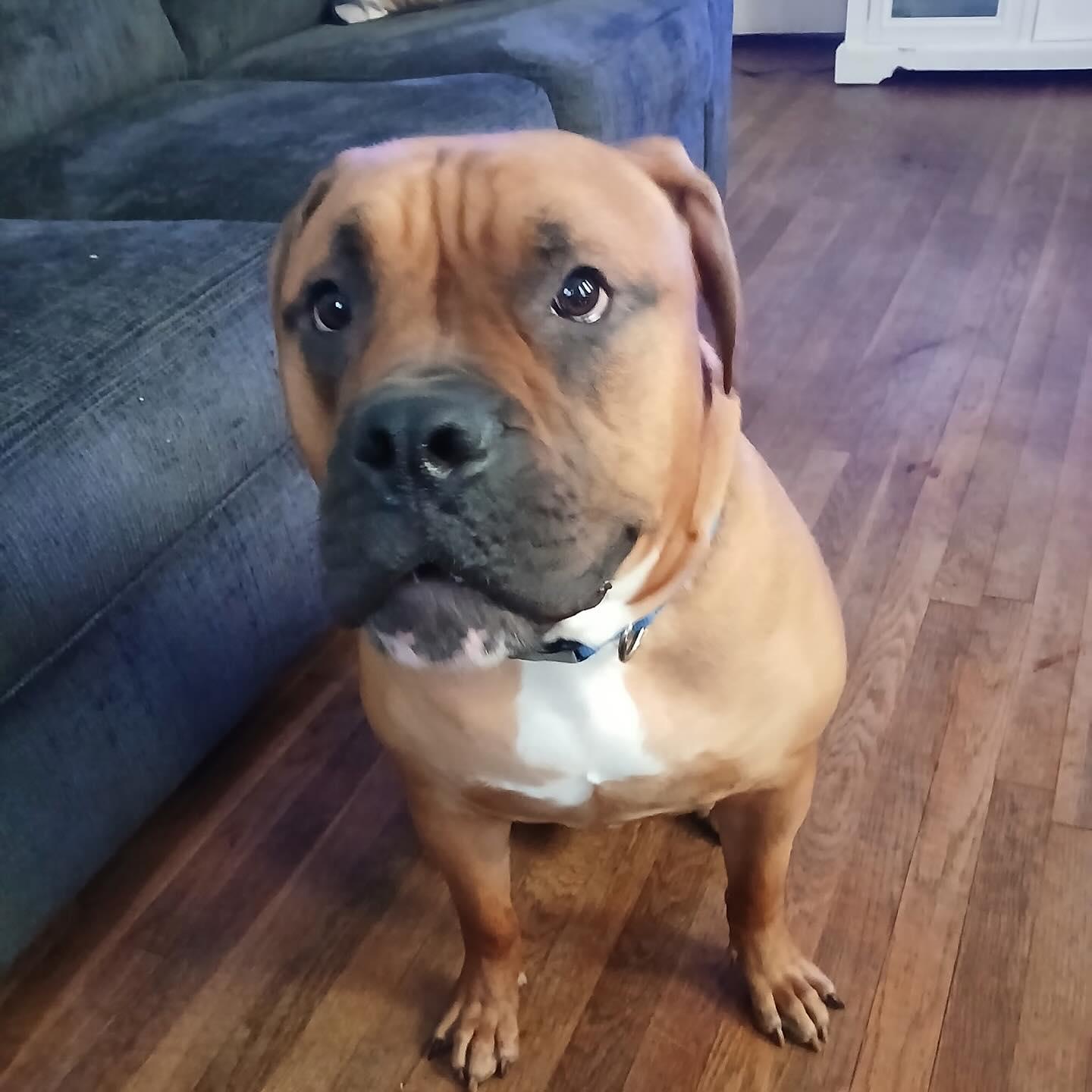 Brodus, a Adoptable American Bulldog in Raleigh, NC image 3/6