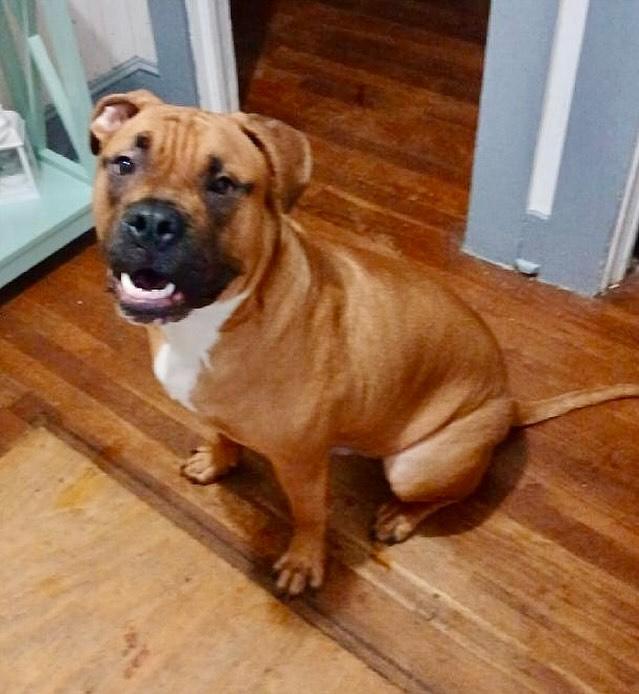 Brodus, a Adoptable American Bulldog in Raleigh, NC image 5/6