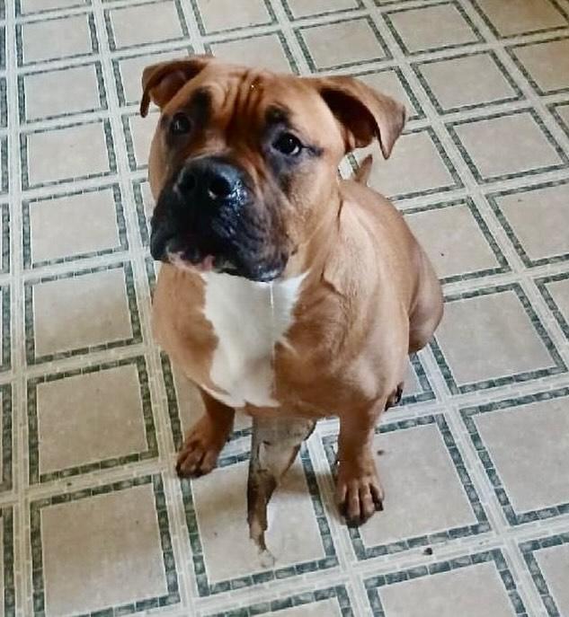 Brodus, Adoptable, Adult Male American Bulldog.