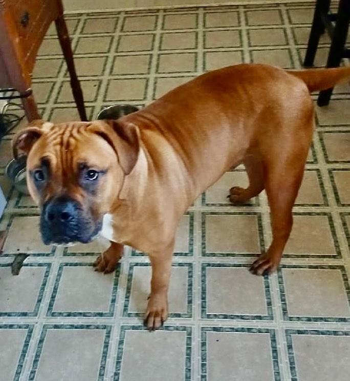 Brodus, a Adoptable American Bulldog in Raleigh, NC image 6/6