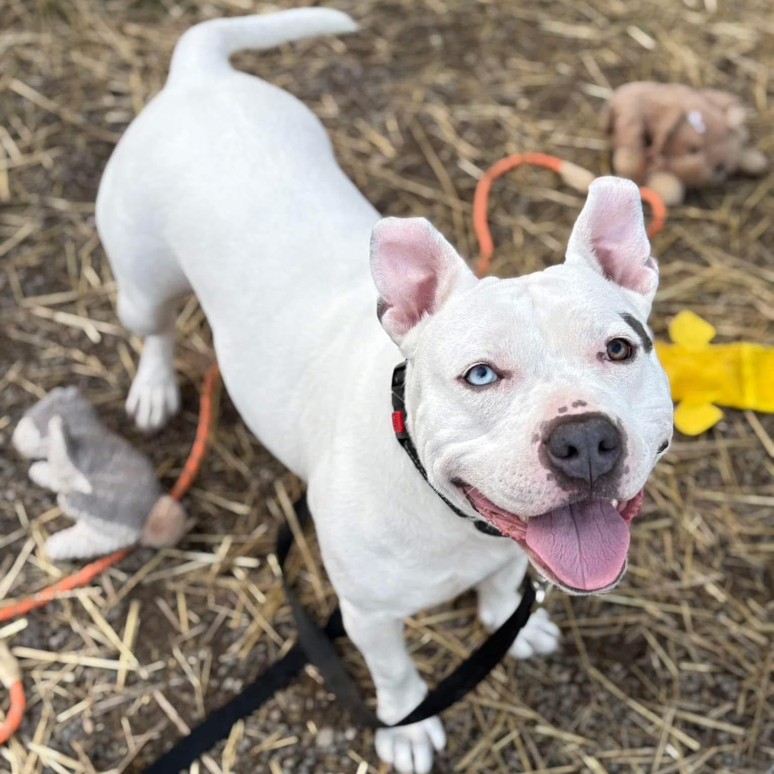 Enlarge Fiona , a ADOPTABLE American Staffordshire Terrier in Youngstown, OH image 2/6