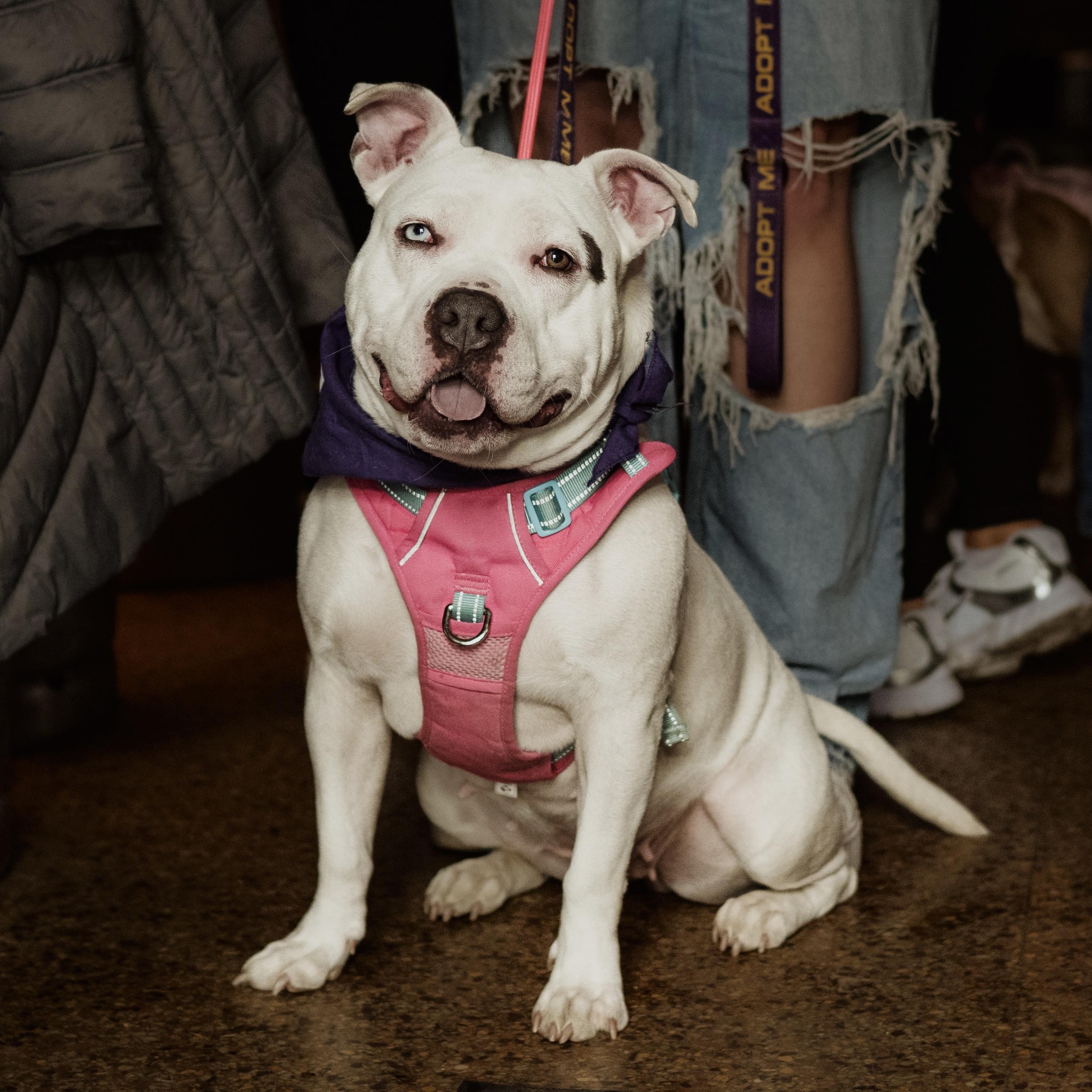 Enlarge Fiona , a ADOPTABLE American Staffordshire Terrier in Youngstown, OH image 1/6