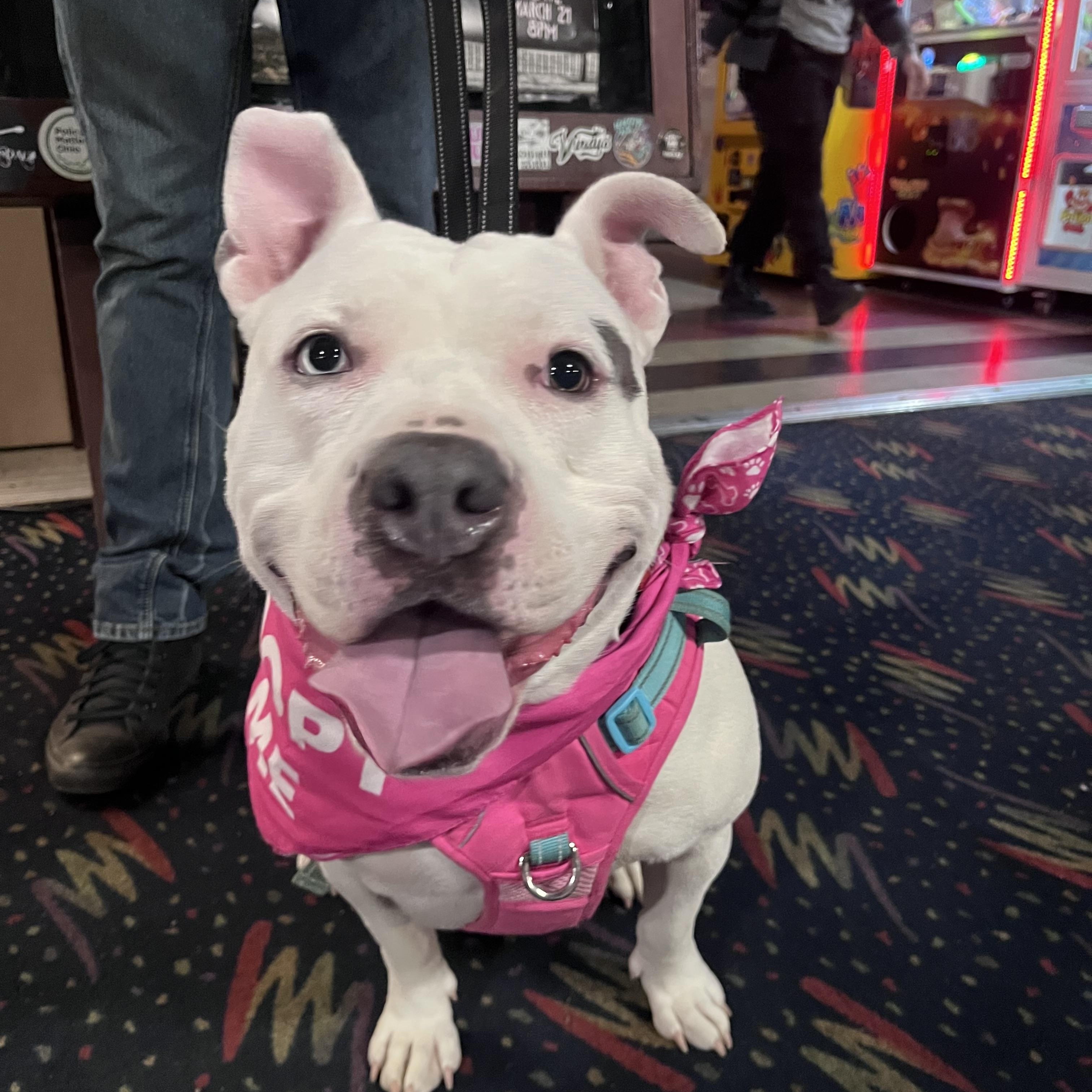 Enlarge Fiona , a ADOPTABLE American Staffordshire Terrier in Youngstown, OH image 3/6