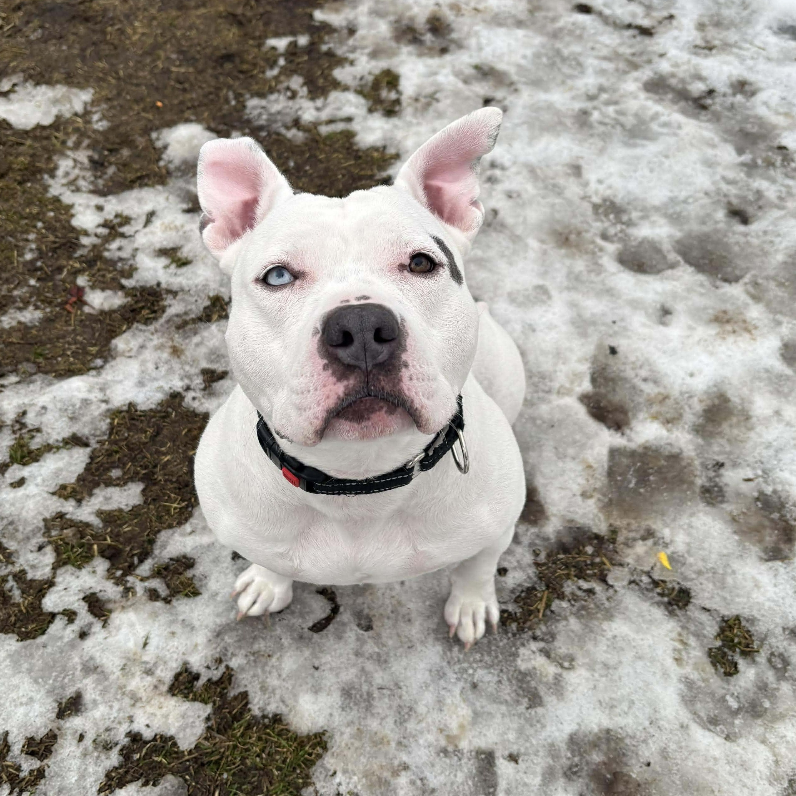 Enlarge Fiona , a ADOPTABLE American Staffordshire Terrier in Youngstown, OH image 6/6
