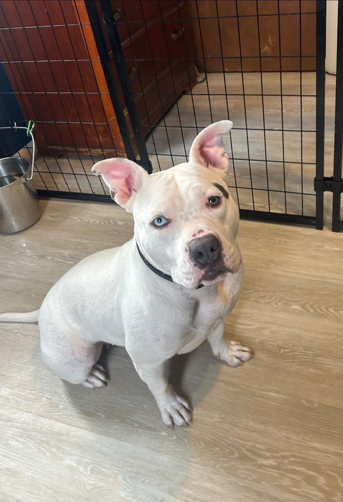 Enlarge Fiona , a ADOPTABLE American Staffordshire Terrier in Youngstown, OH image 3/4