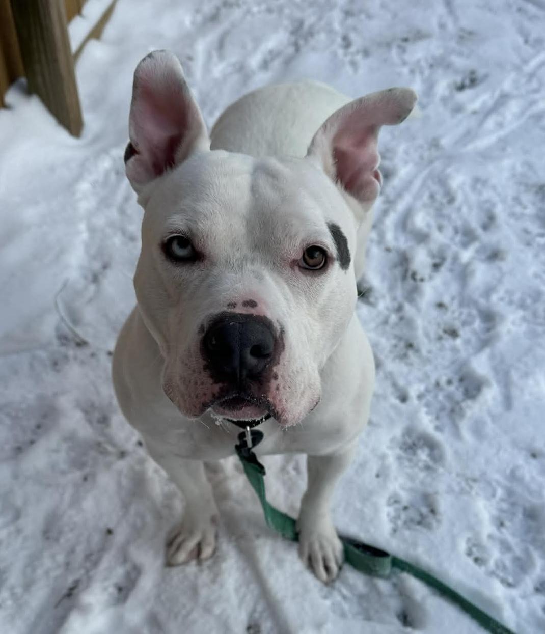 Enlarge Fiona , a ADOPTABLE American Staffordshire Terrier in Youngstown, OH image 4/4