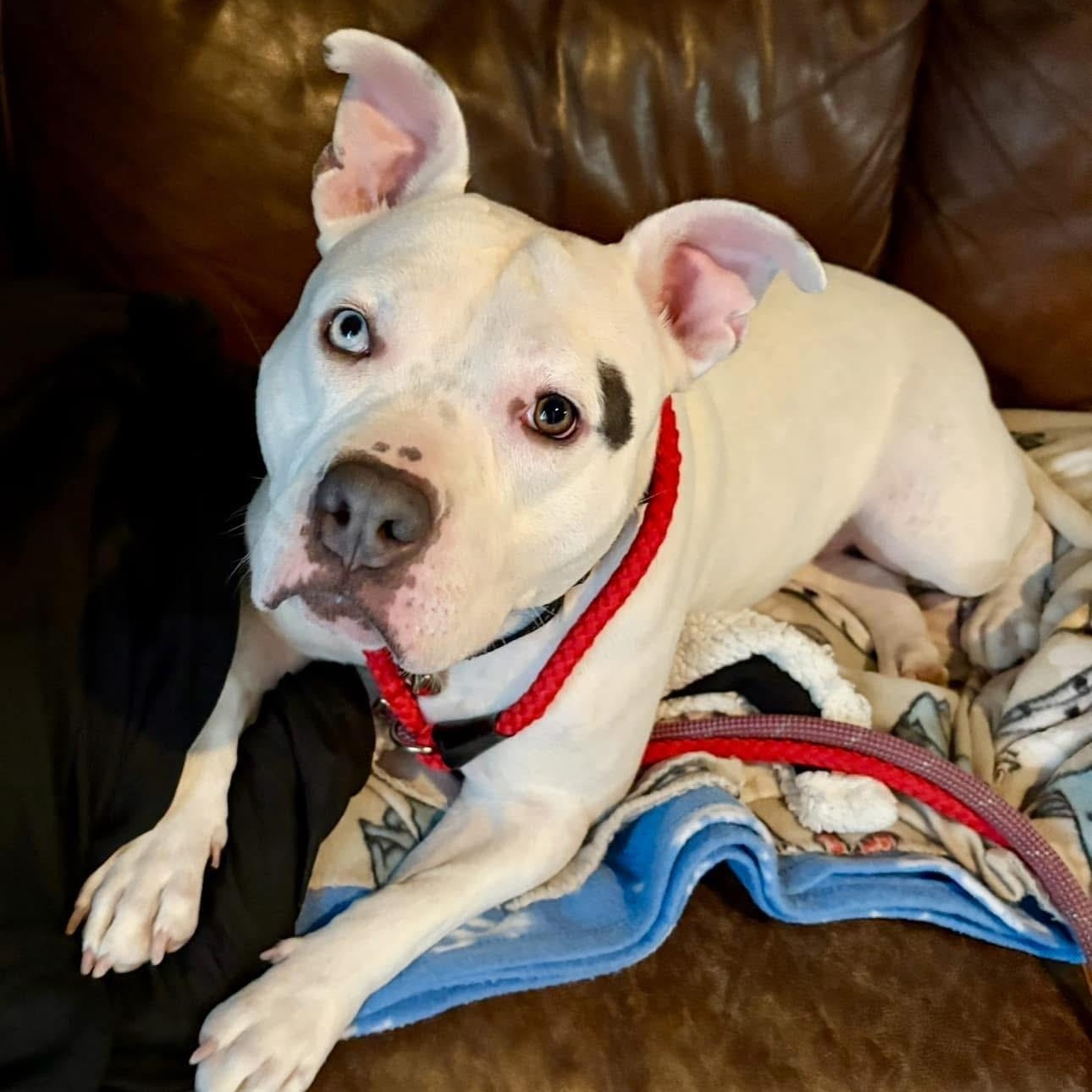 Enlarge Fiona , a ADOPTABLE American Staffordshire Terrier in Youngstown, OH image 1/4