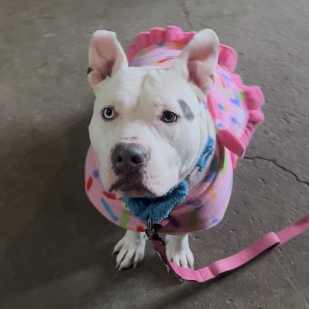 Enlarge Fiona , a ADOPTABLE American Staffordshire Terrier in Youngstown, OH image 2/4