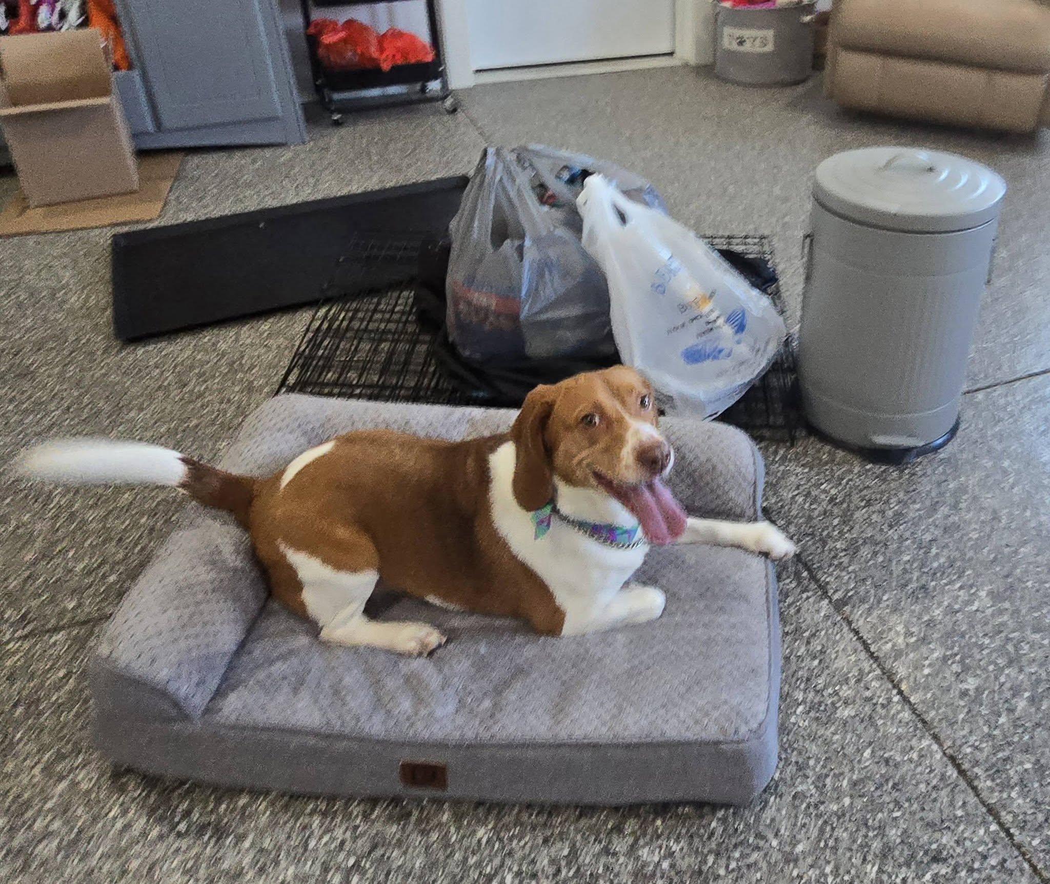 Enlarge Remi , a ADOPTABLE Beagle in Mclean, IL image 1/1