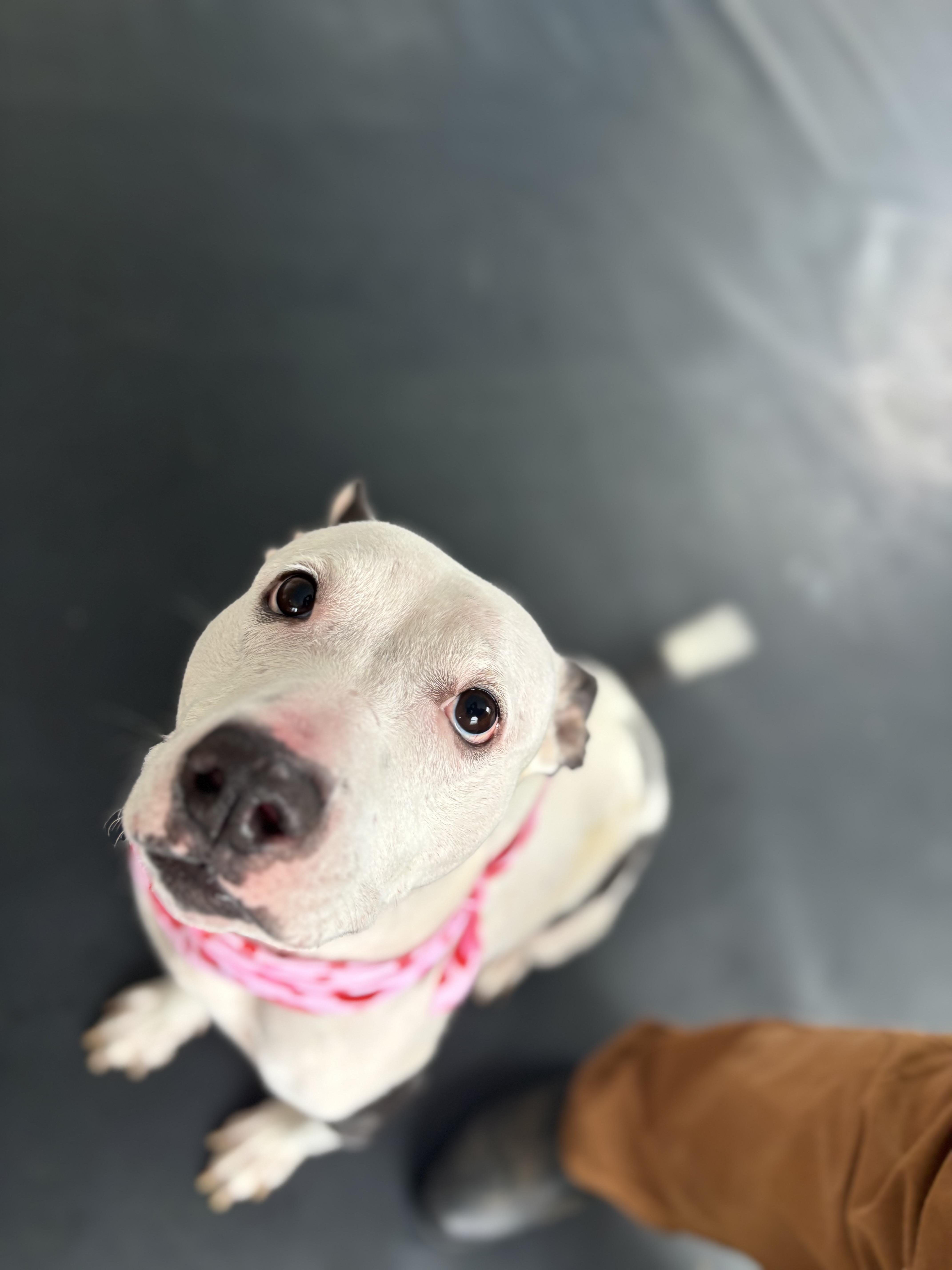 Enlarge Anna, a ADOPTABLE Pit Bull Terrier in Felton, PA image 1/1