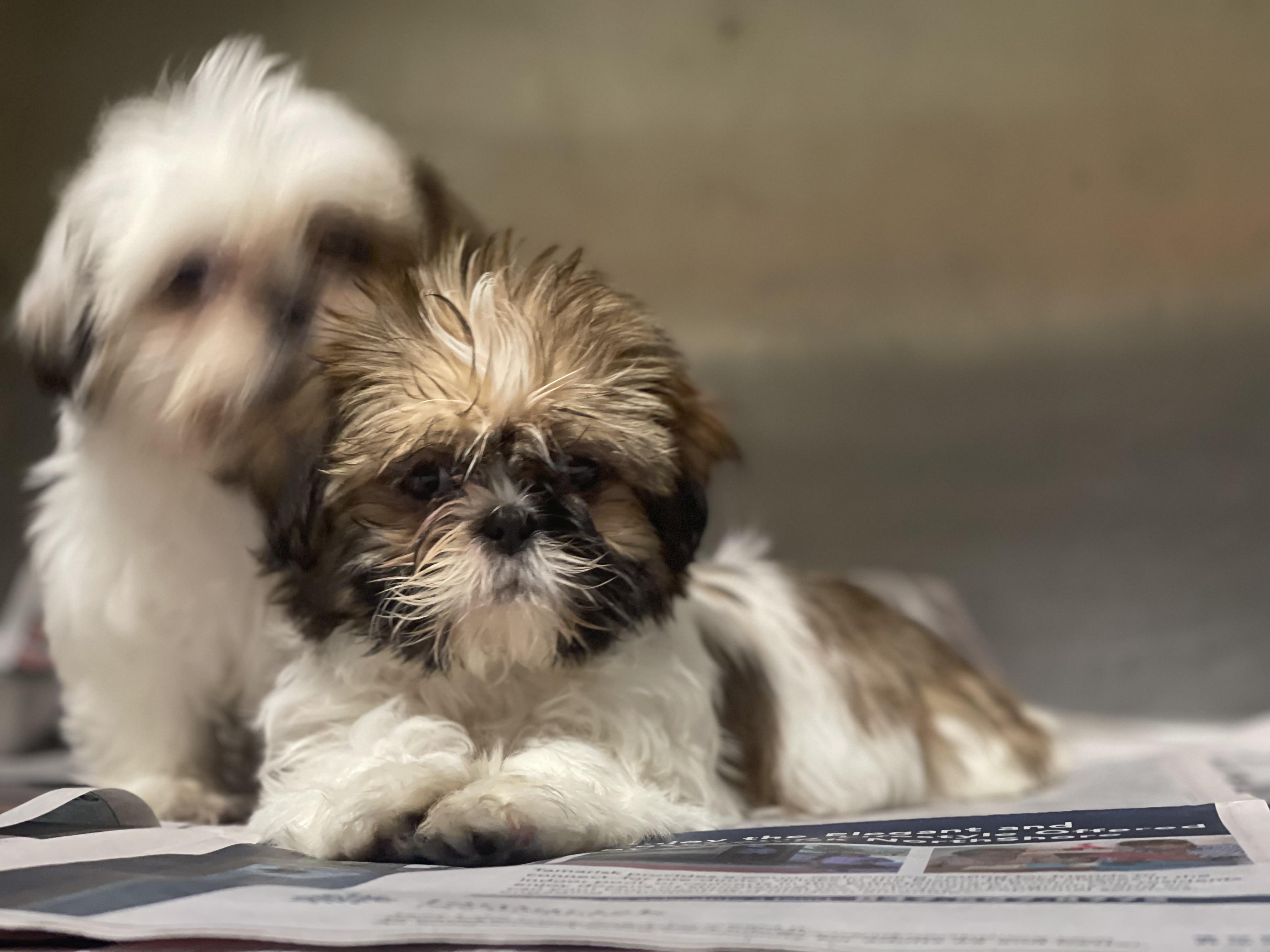 Lilliana , a ADOPTABLE Shih Tzu in Northlake, IL image 3/4