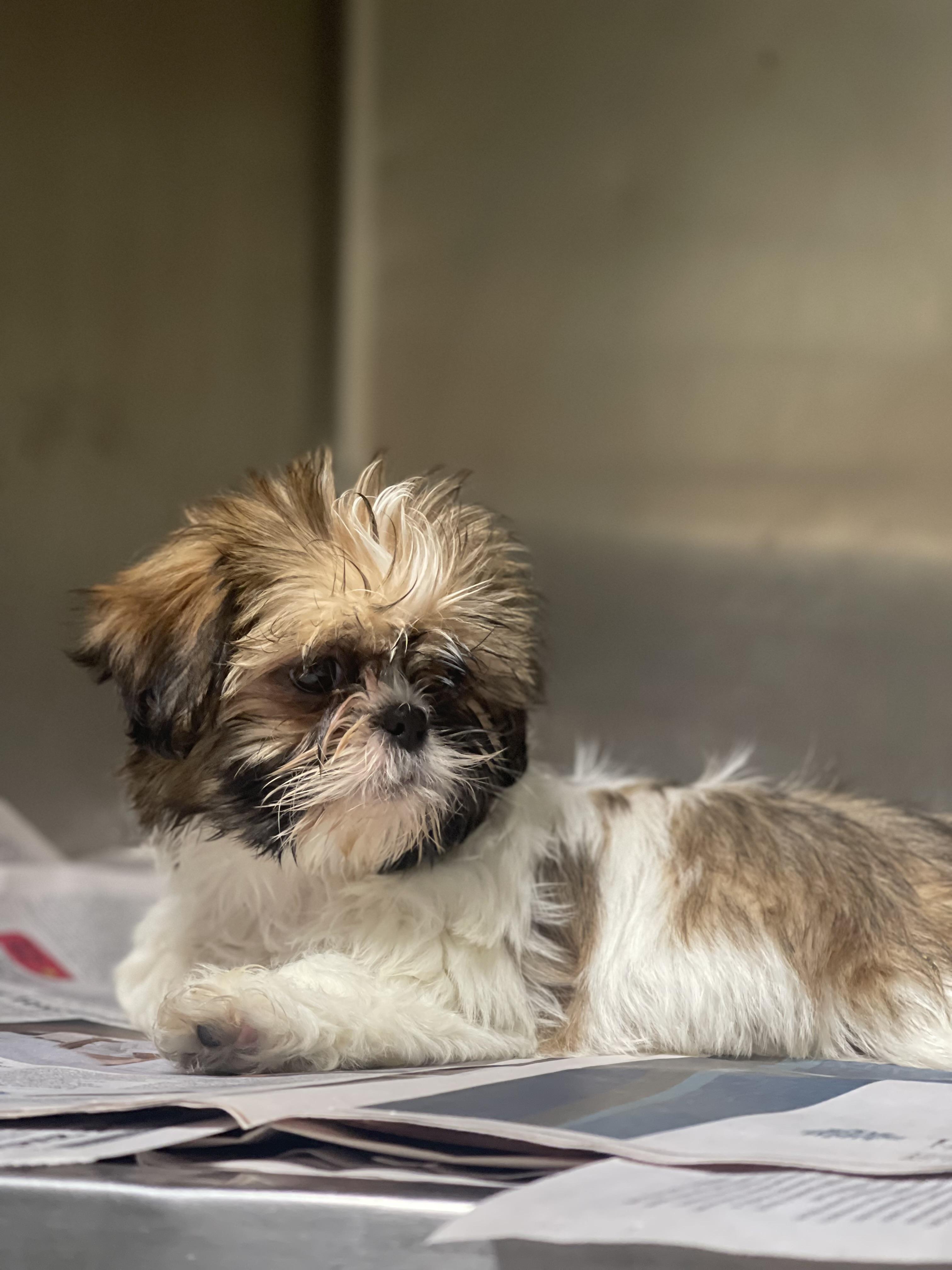 Lilliana , a ADOPTABLE Shih Tzu in Northlake, IL image 4/4
