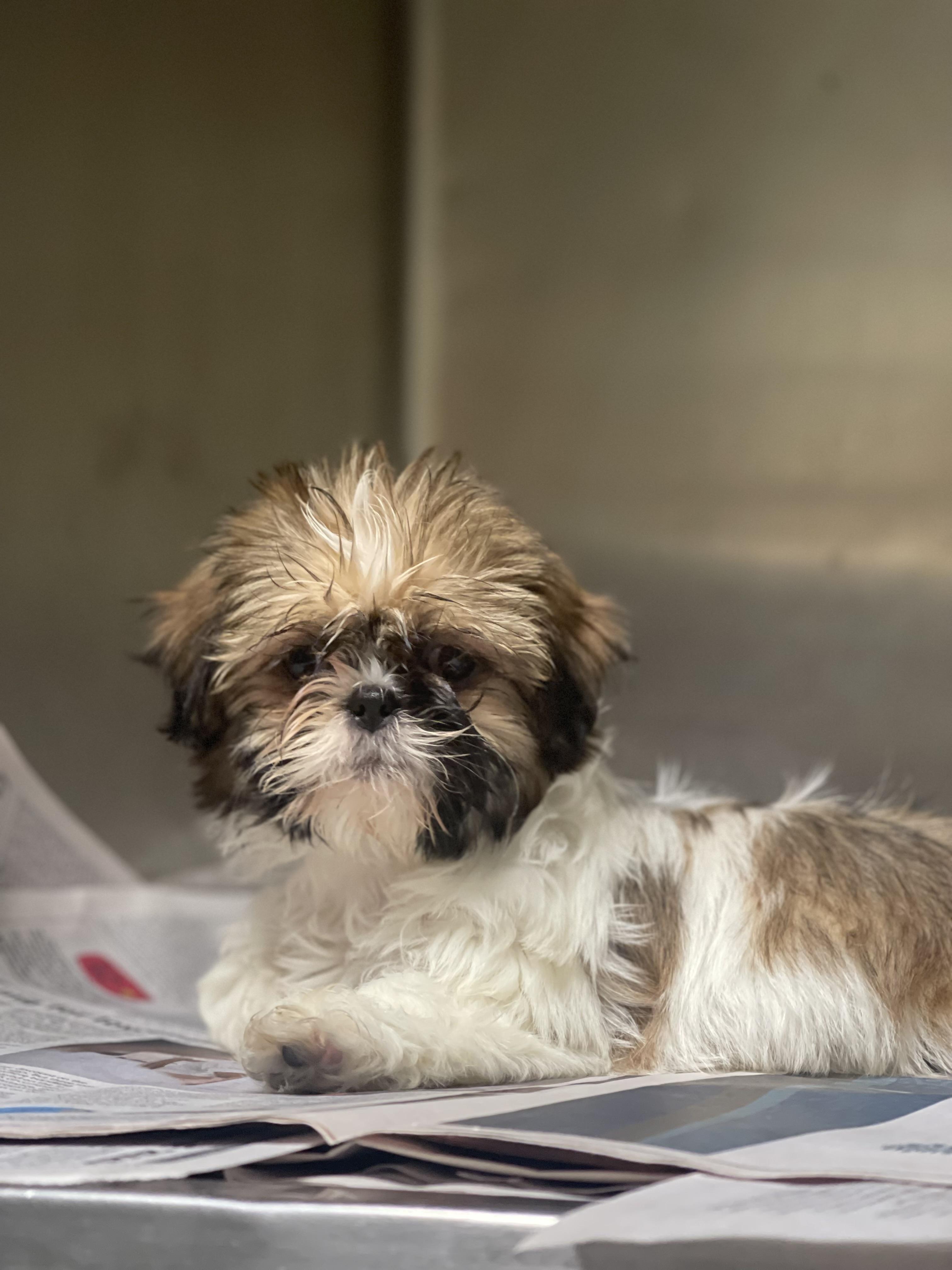 Lilliana , ADOPTABLE, Puppy Female Shih Tzu.
