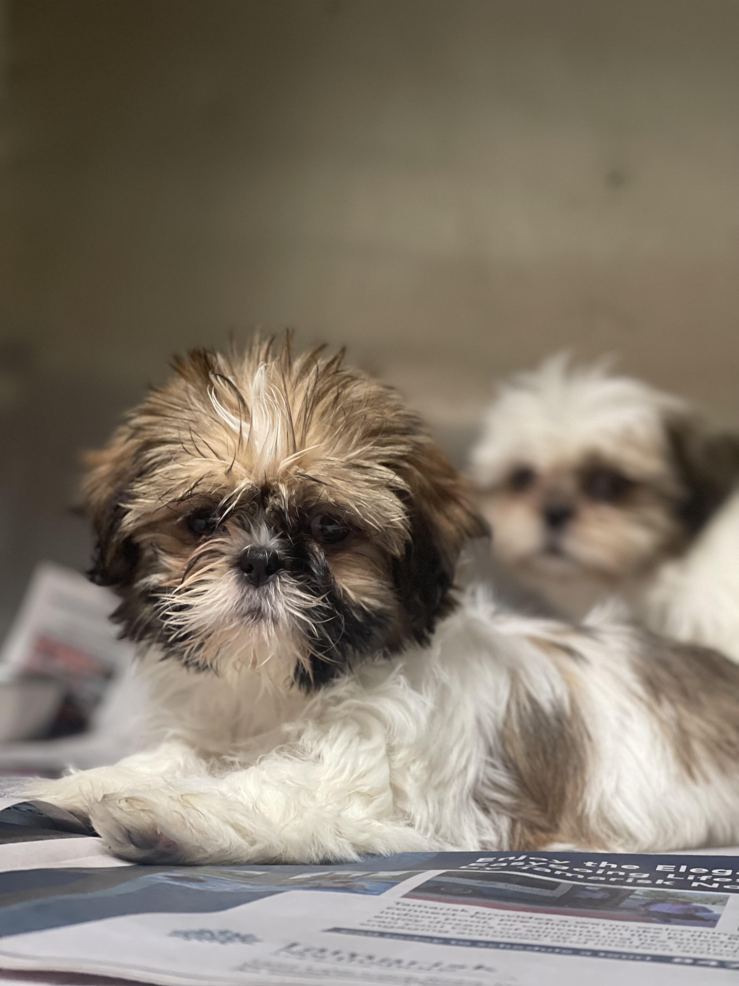 Lilliana , a ADOPTABLE Shih Tzu in Northlake, IL image 2/4