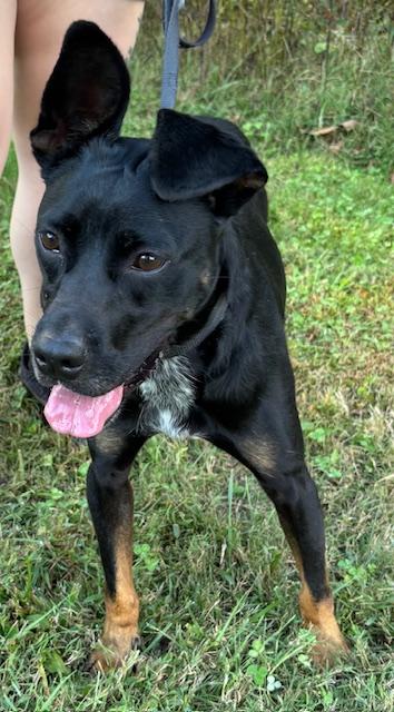 Sirius, a Adoptable mixed breed in Harrison, AR image 1/2