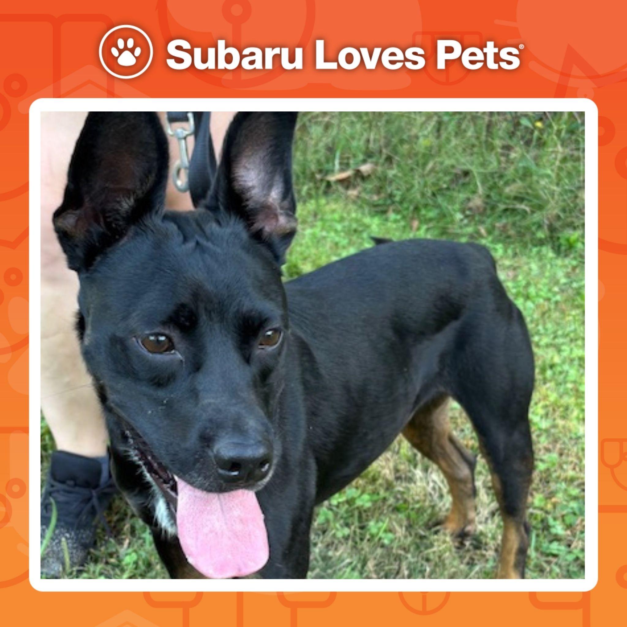 Sirius, a Adoptable mixed breed in Harrison, AR image 2/2