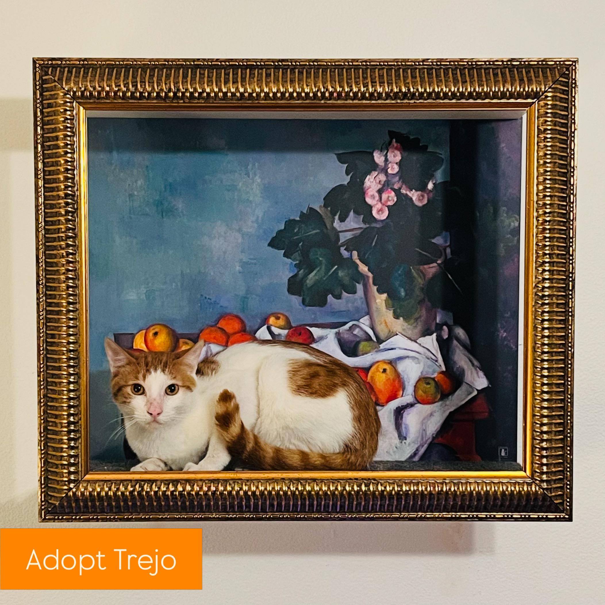 Trejo, ADOPTABLE, Young Male Turkish Van.