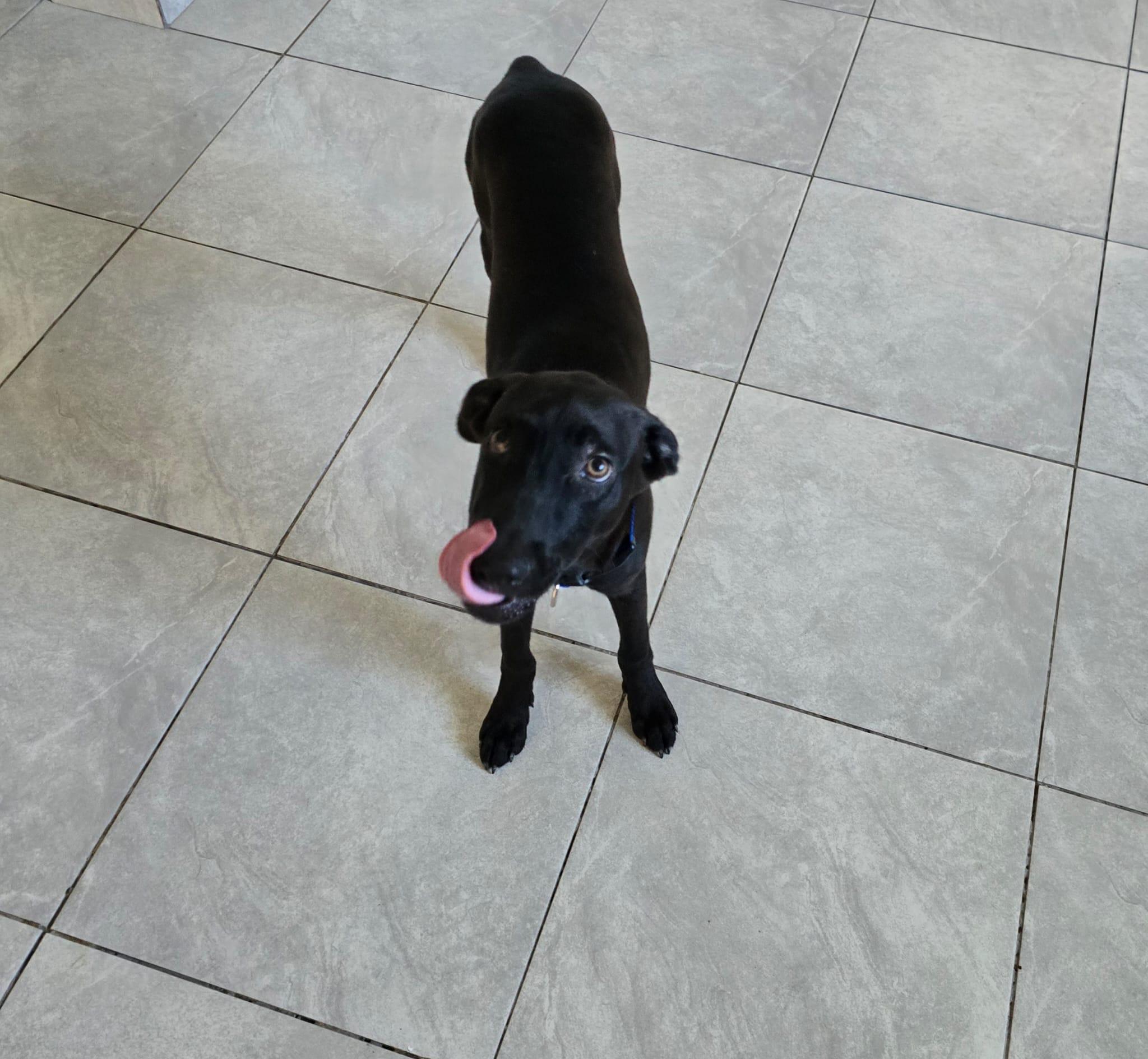 Puma, Adoptable, Young Male Black Labrador Retriever.