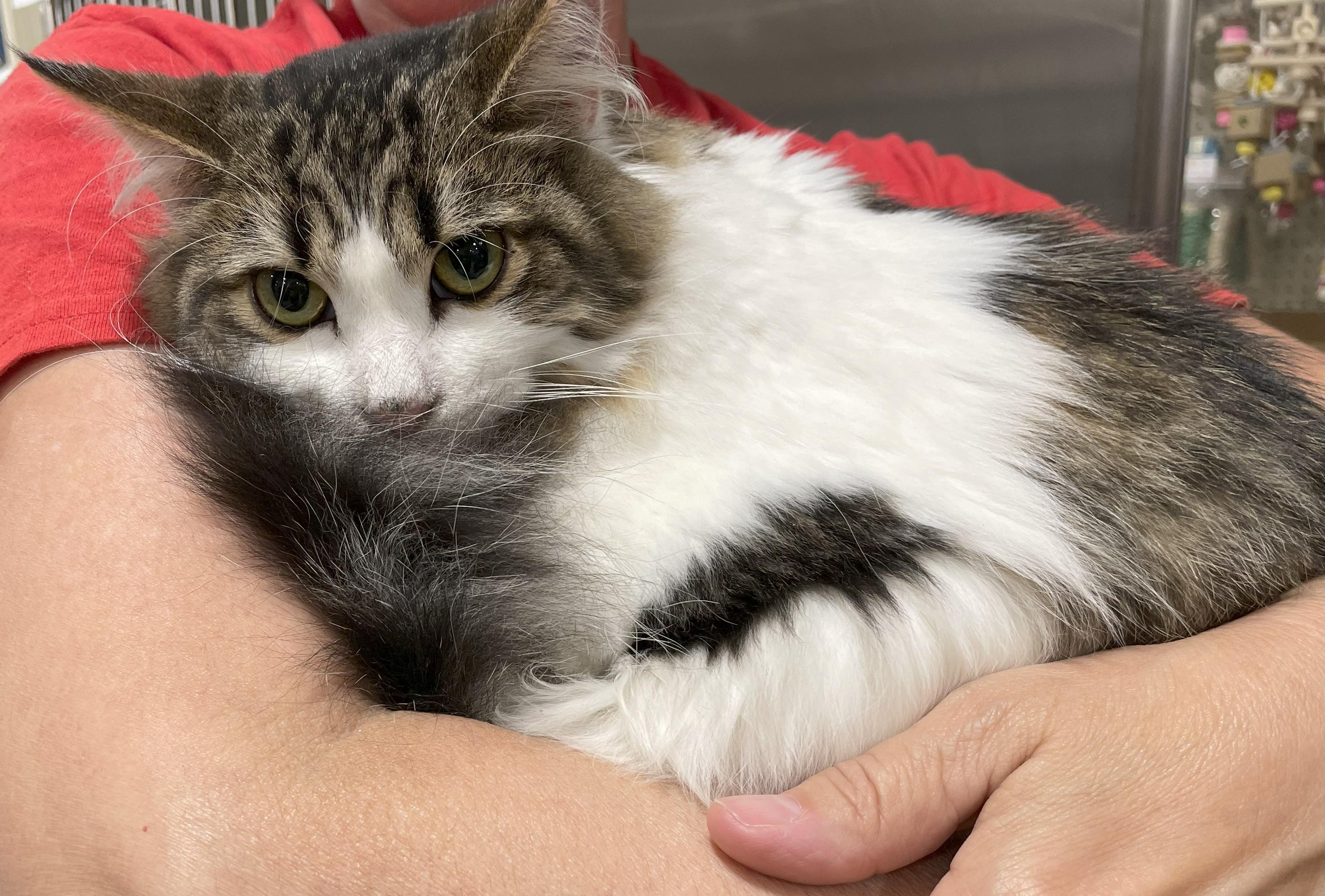 Sammy and Sosi B., an adoptable Domestic Long Hair, Ragamuffin in New York, NY, 10031 | Photo Image 5