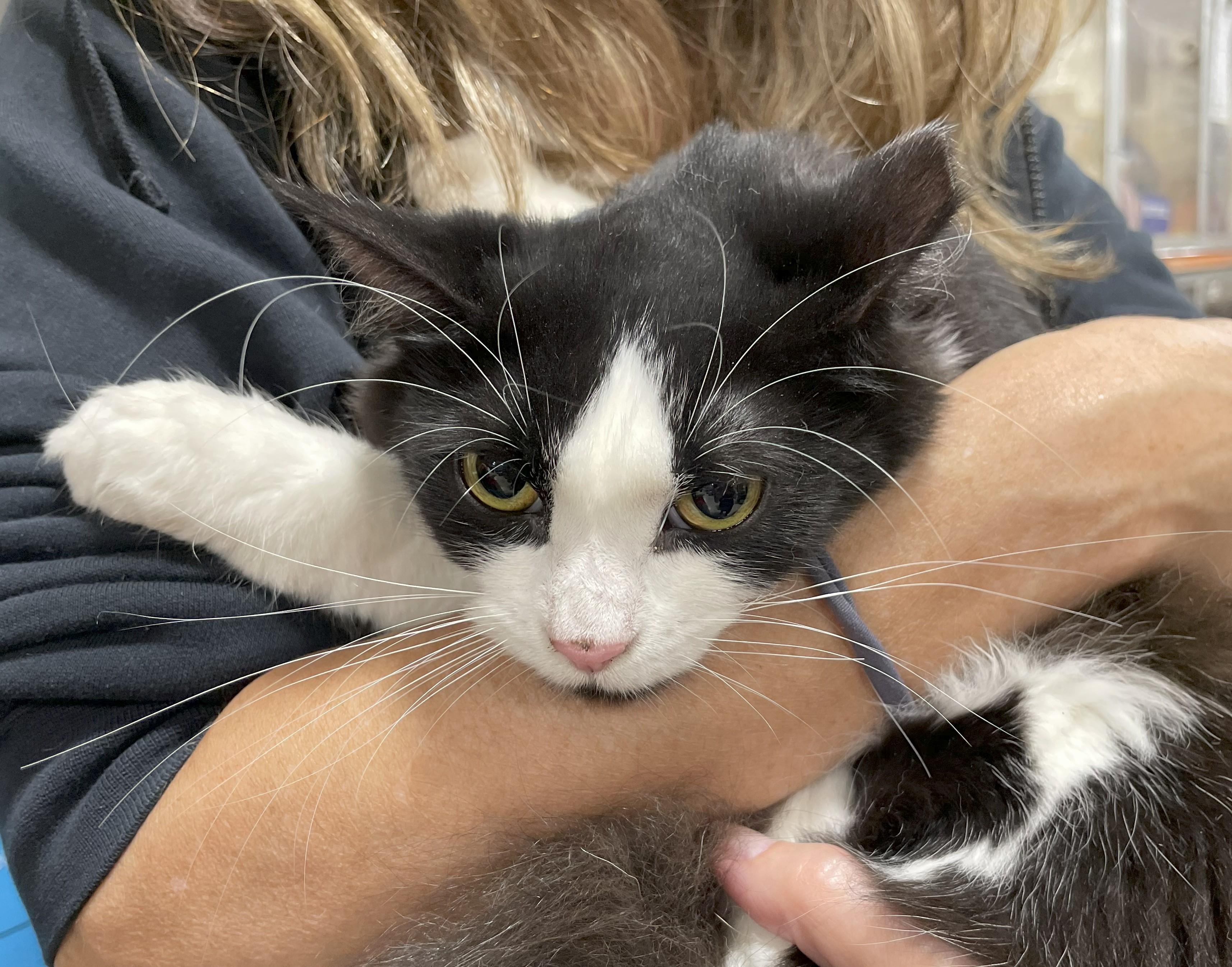 Sammy and Sosi B., an adoptable Domestic Long Hair, Ragamuffin in New York, NY, 10031 | Photo Image 4