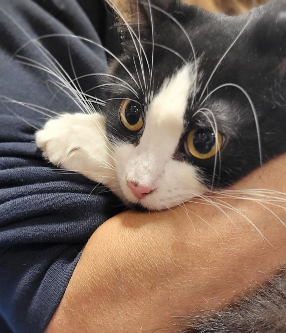 Sammy and Sosi B., an adoptable Domestic Long Hair, Ragamuffin in New York, NY, 10031 | Photo Image 6