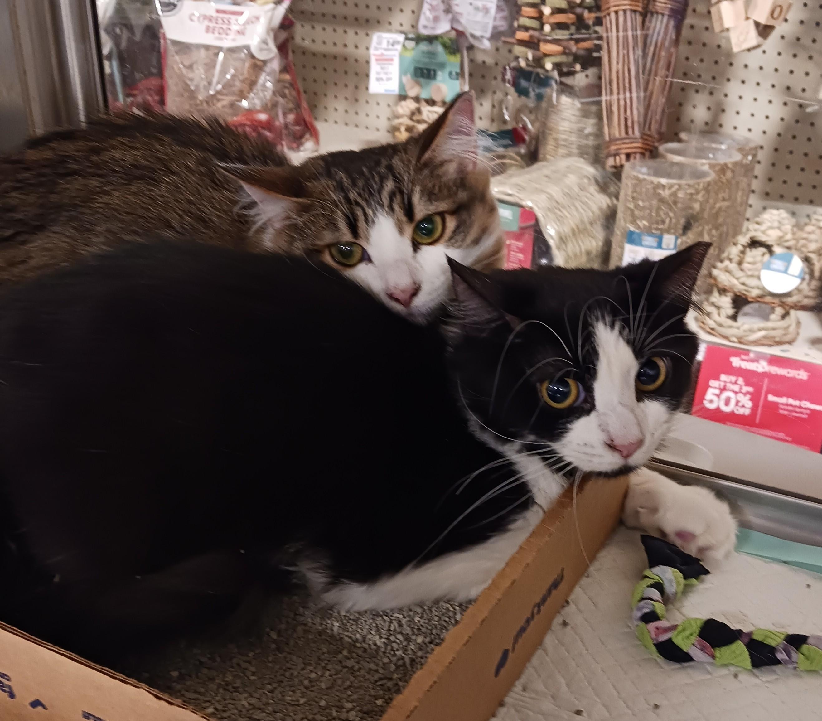 Sammy and Sosi B.