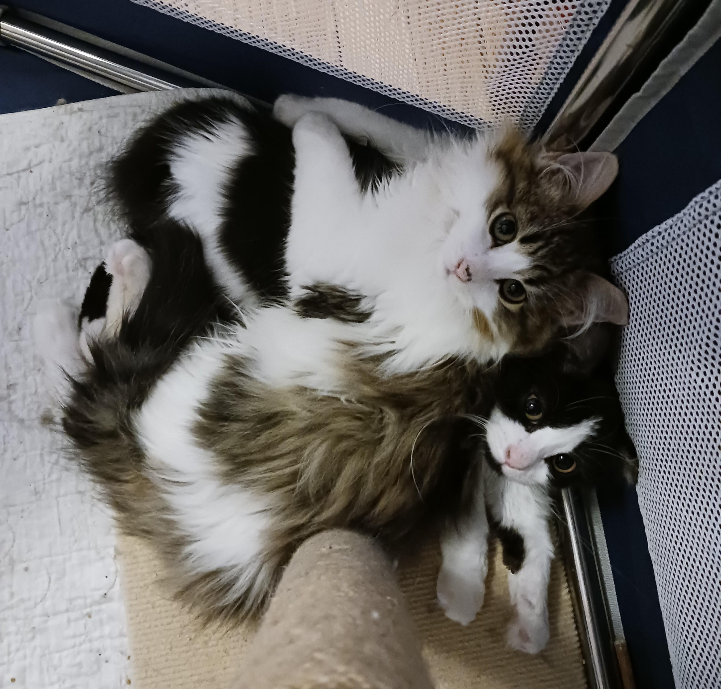 Sammy and Sosi B. photo 2