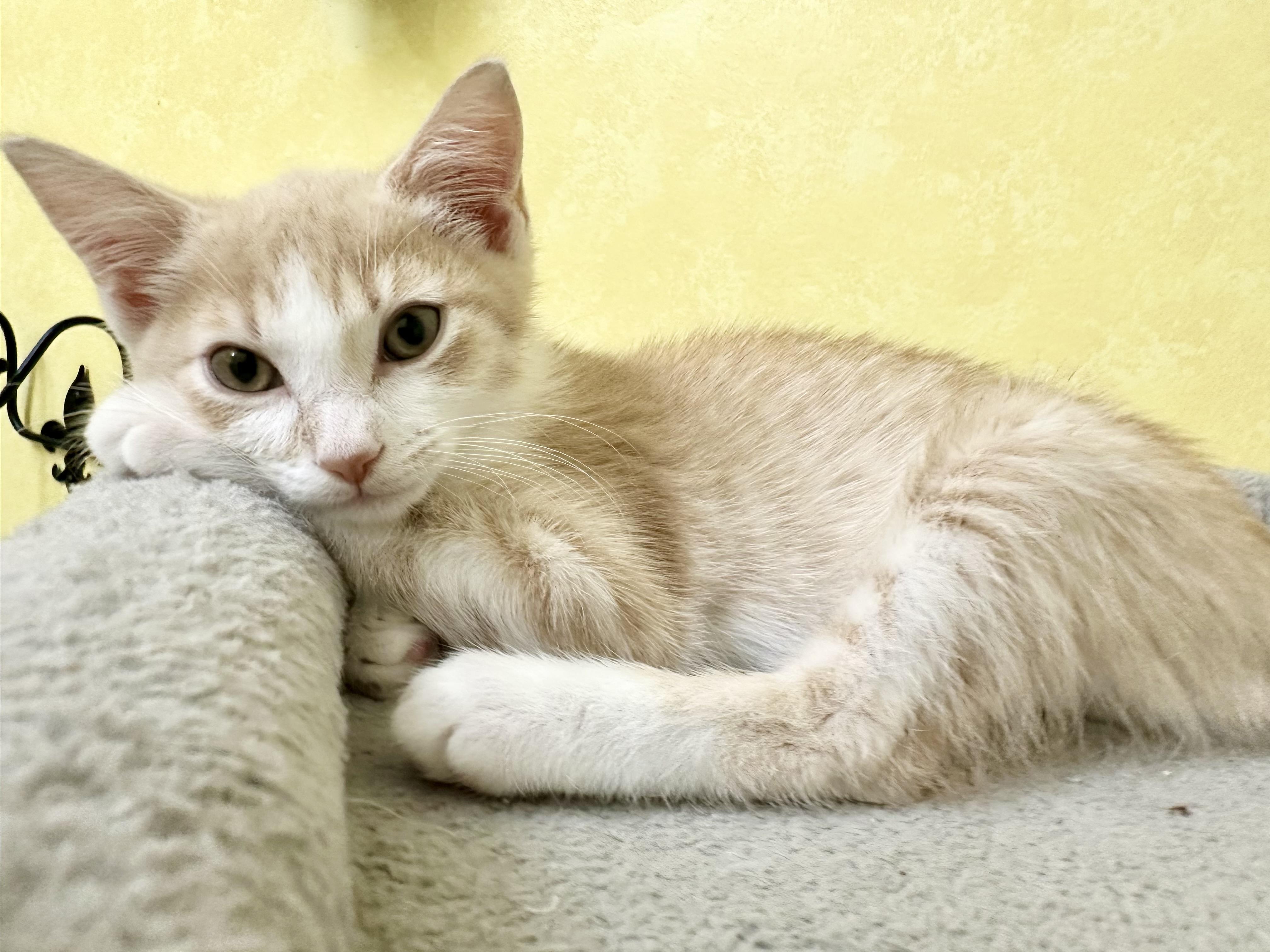 Enlarge Phyll, a Adoptable Domestic Short Hair in Elkton, MD image 1/5