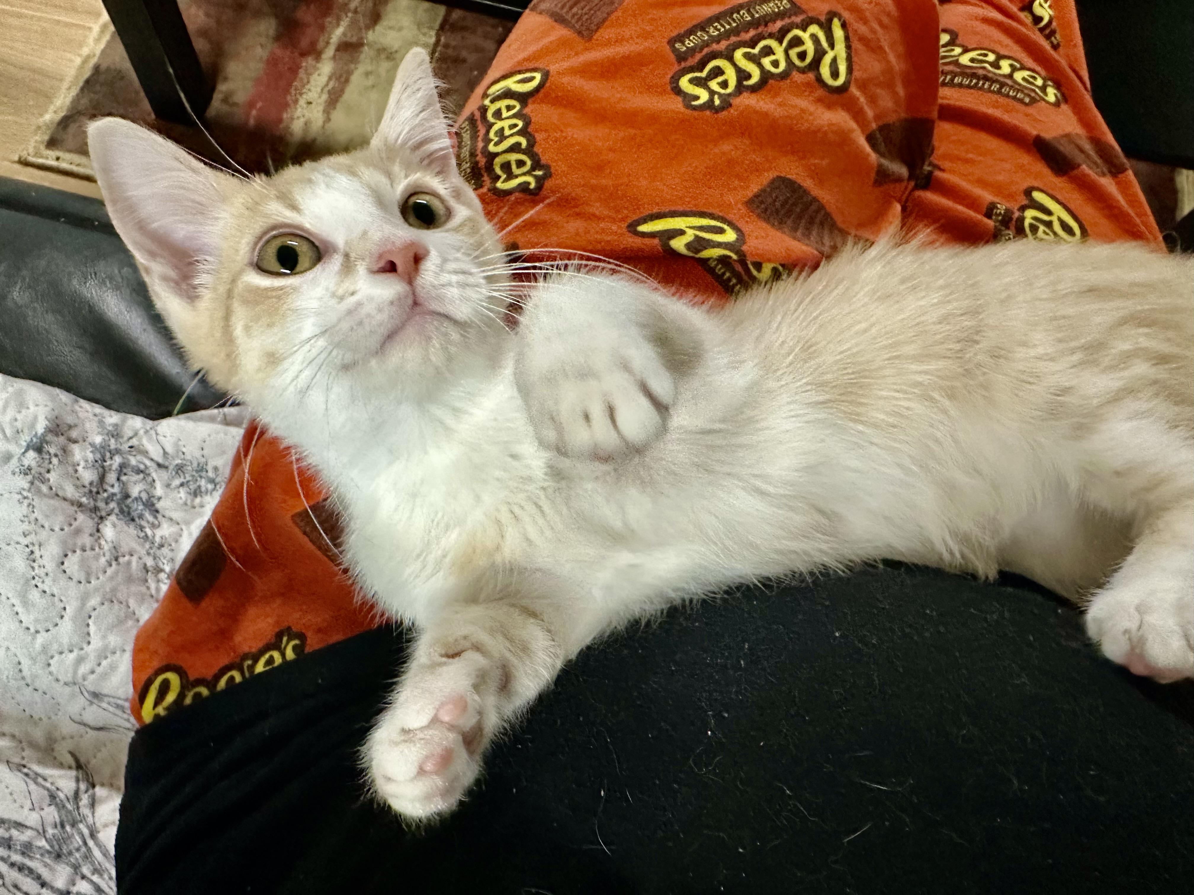 Enlarge Phyll, a Adoptable Domestic Short Hair in Elkton, MD image 5/5