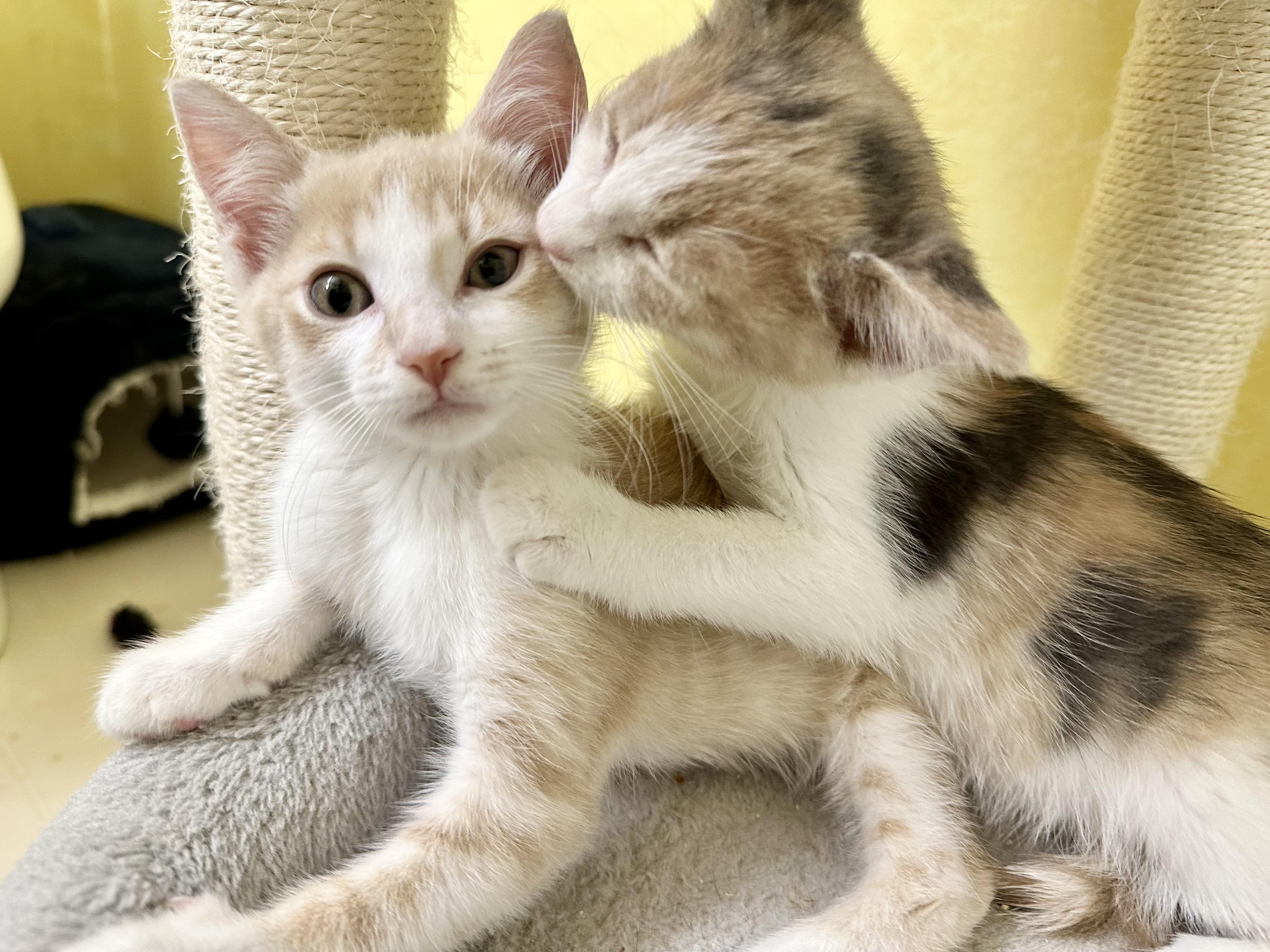 Enlarge Phyll, a Adoptable Domestic Short Hair in Elkton, MD image 2/5