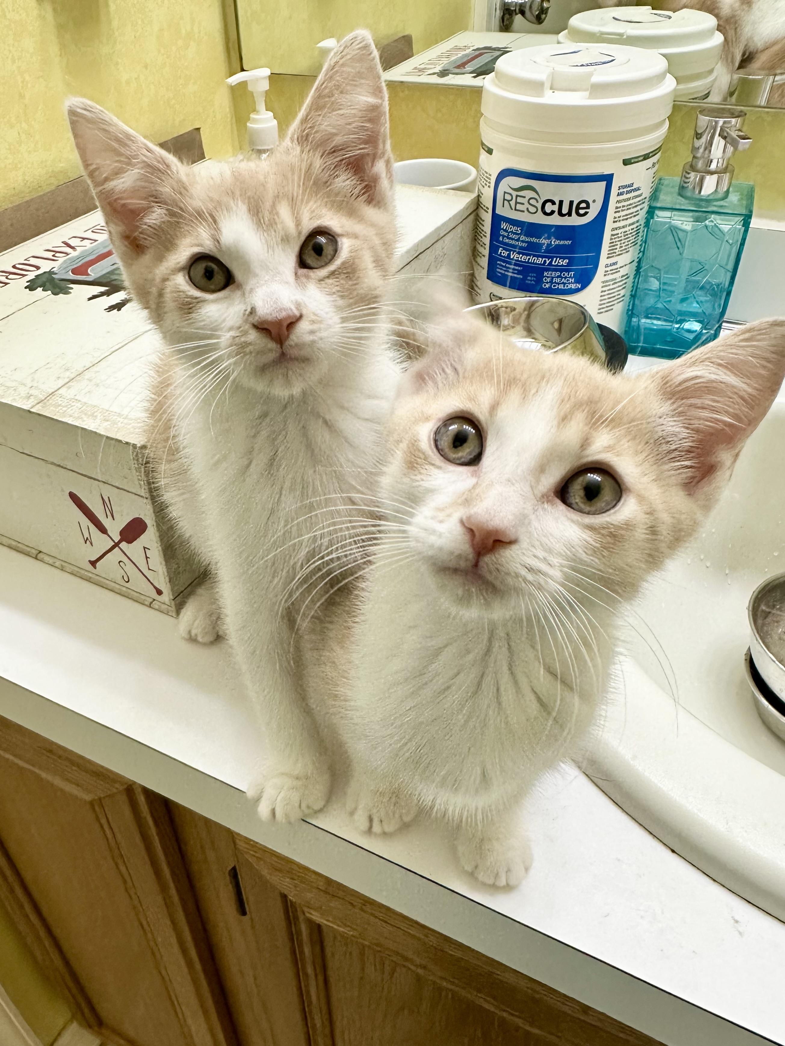 Enlarge Phyll, a Adoptable Domestic Short Hair in Elkton, MD image 3/5