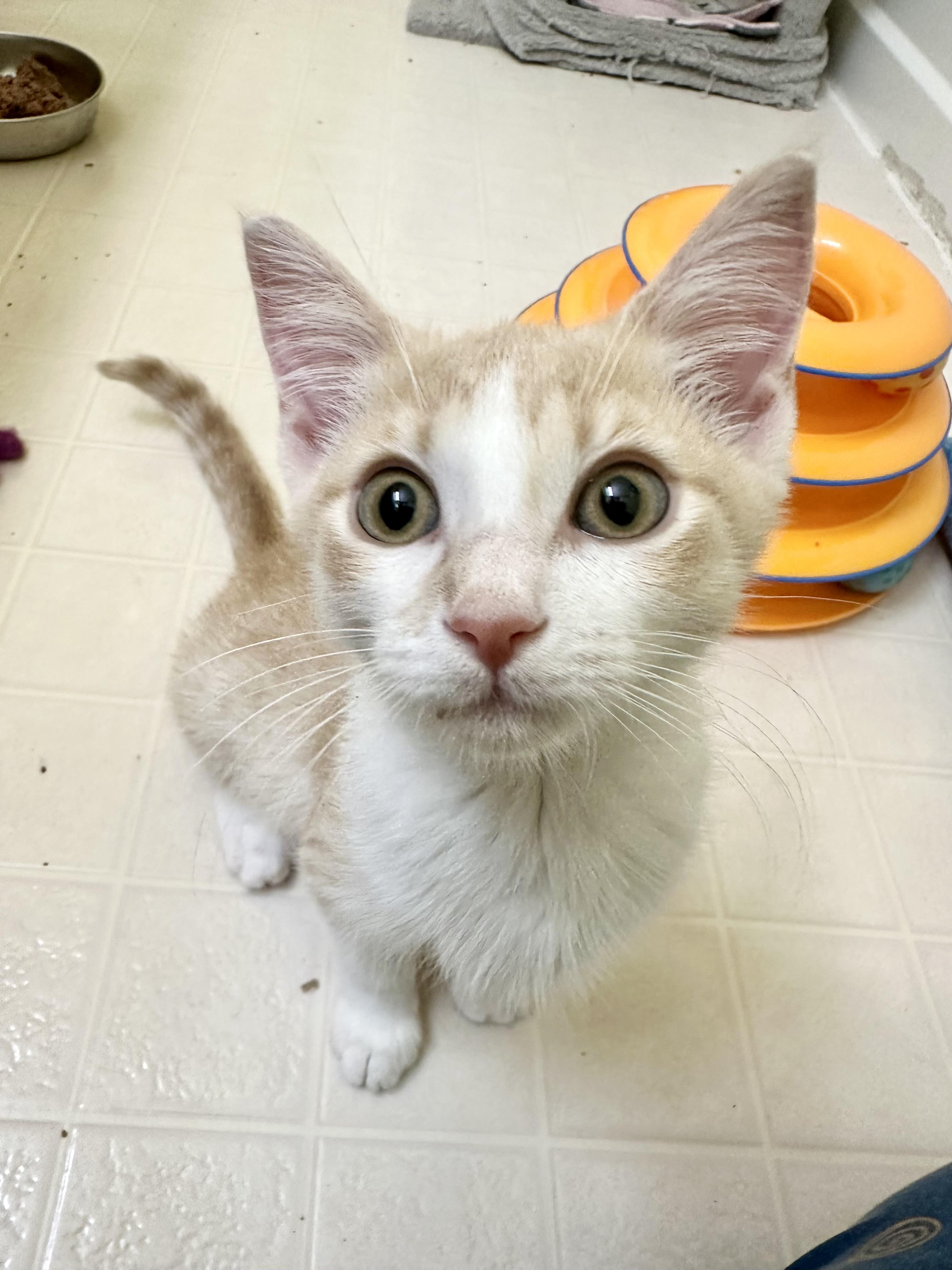 Enlarge Phyll, a Adoptable Domestic Short Hair in Elkton, MD image 4/5
