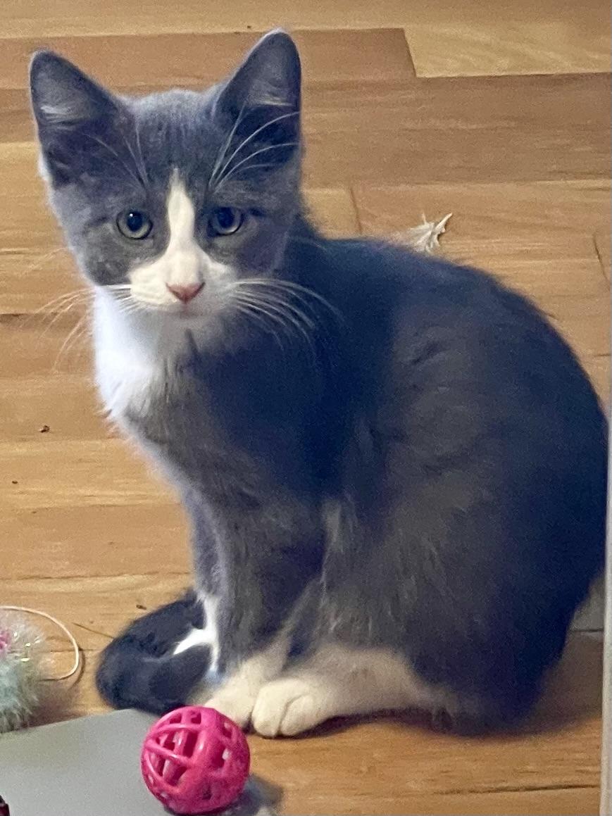 Enlarge Nikolai, a Adoptable mixed breed in Belvidere, IL image 2/3