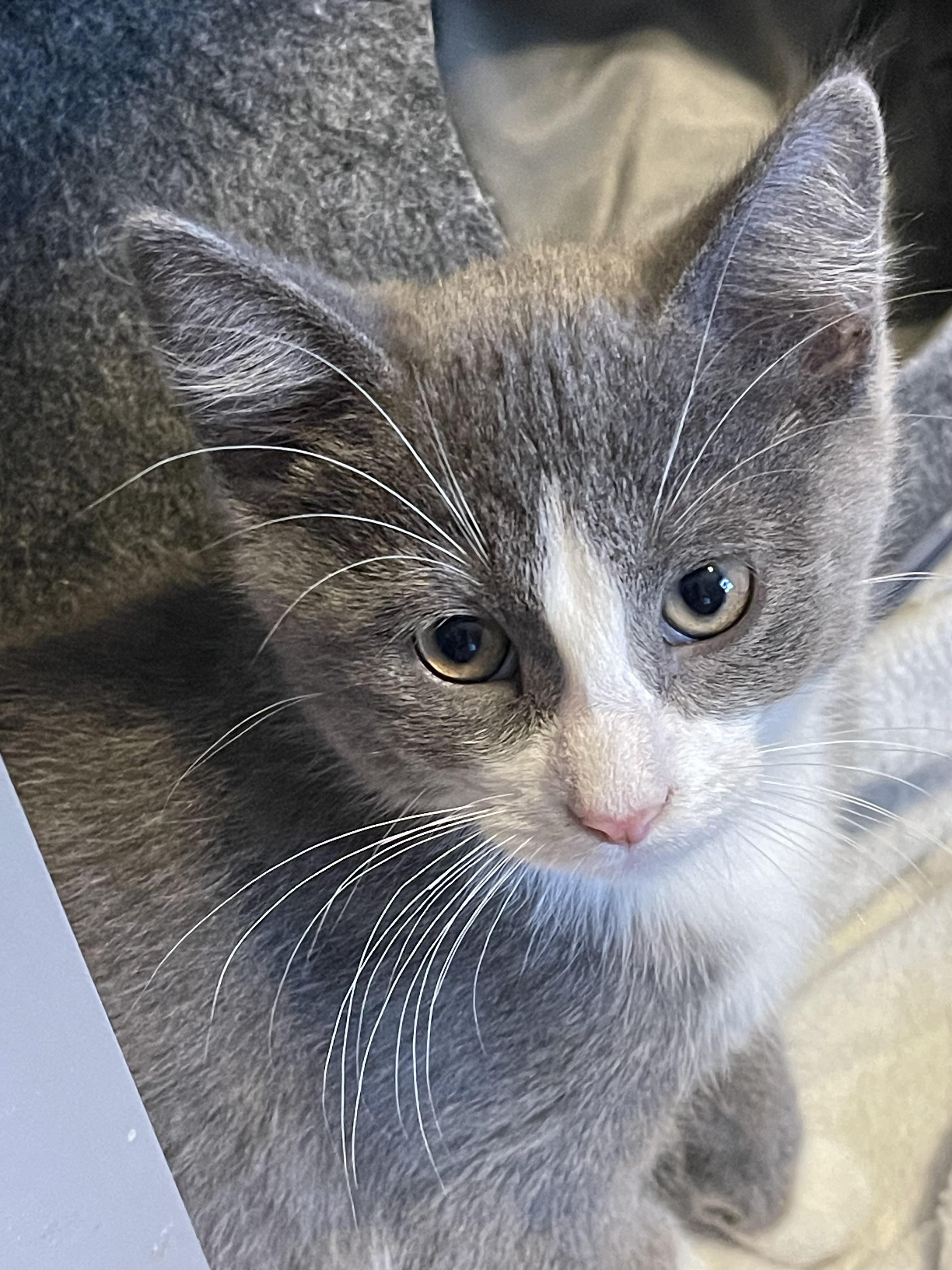 Nikolai, Adoptable, Kitten Male Tuxedo & Domestic Short Hair.