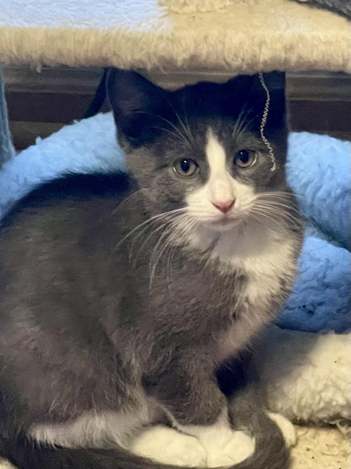 Enlarge Nikolai, a Adoptable mixed breed in Belvidere, IL image 3/3